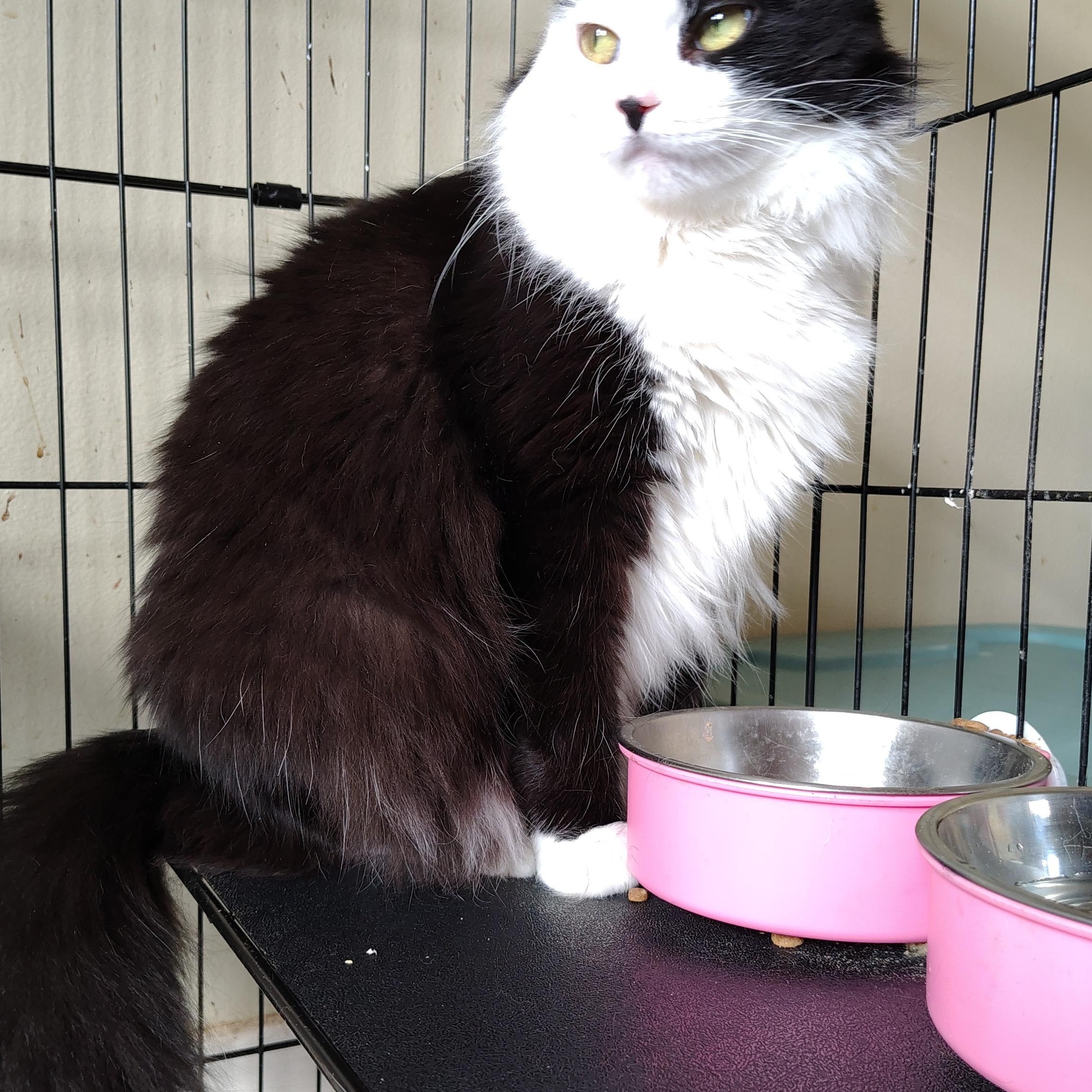 Morgana, a Adoptable Domestic Medium Hair in Buffalo, NY image 4/5