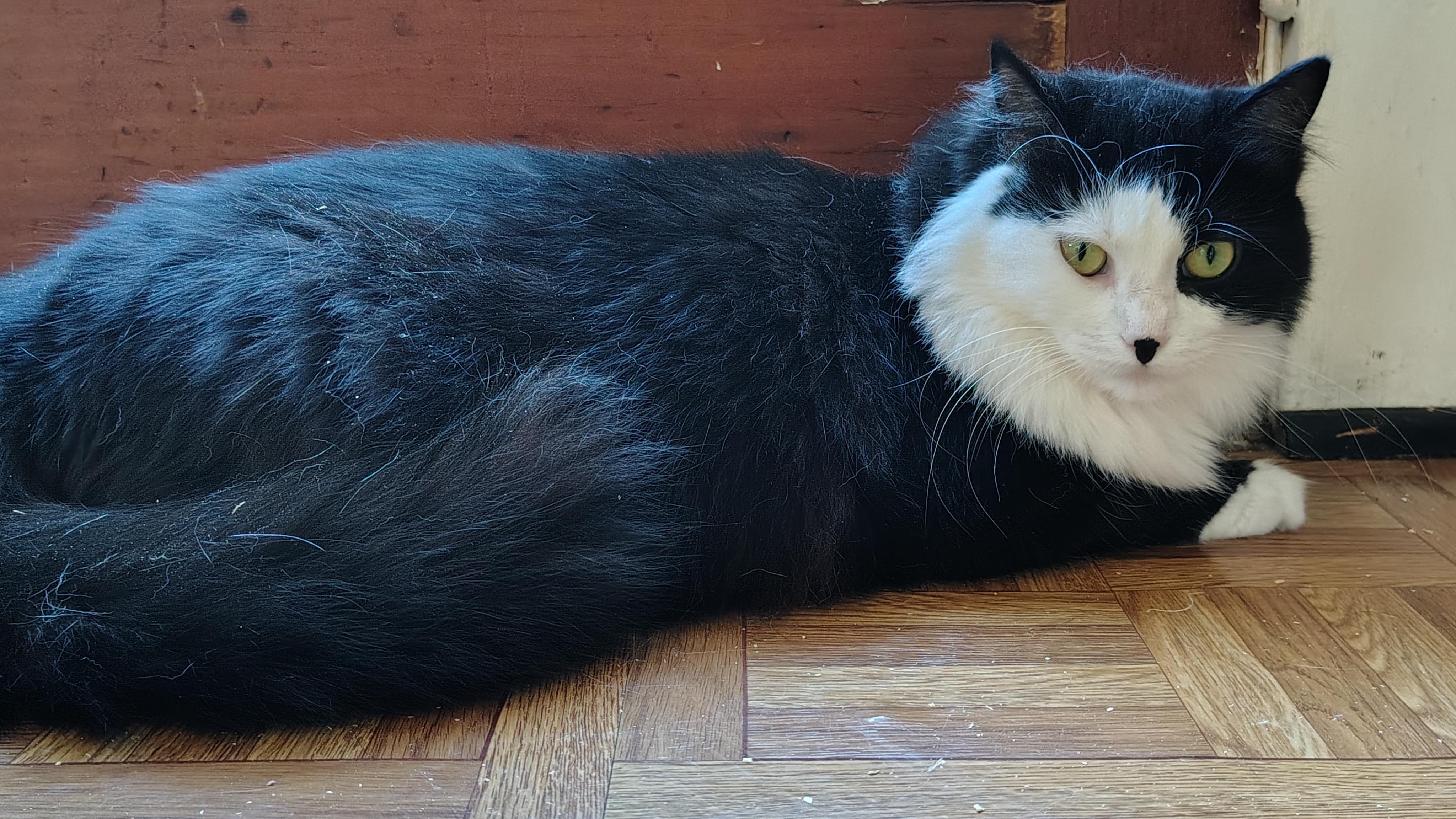 Morgana, a Adoptable Domestic Medium Hair in Buffalo, NY image 1/5