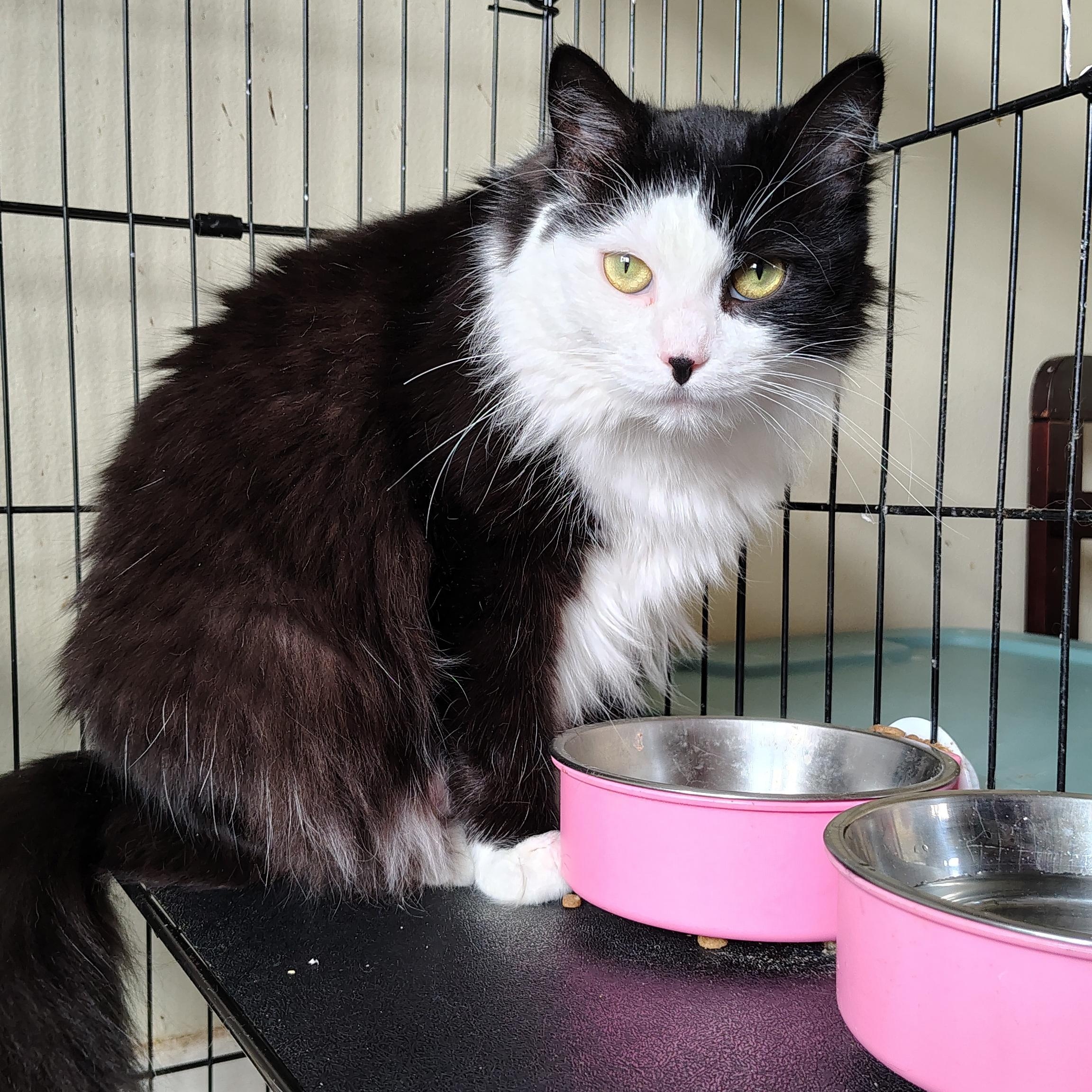 Morgana, a Adoptable Domestic Medium Hair in Buffalo, NY image 2/5