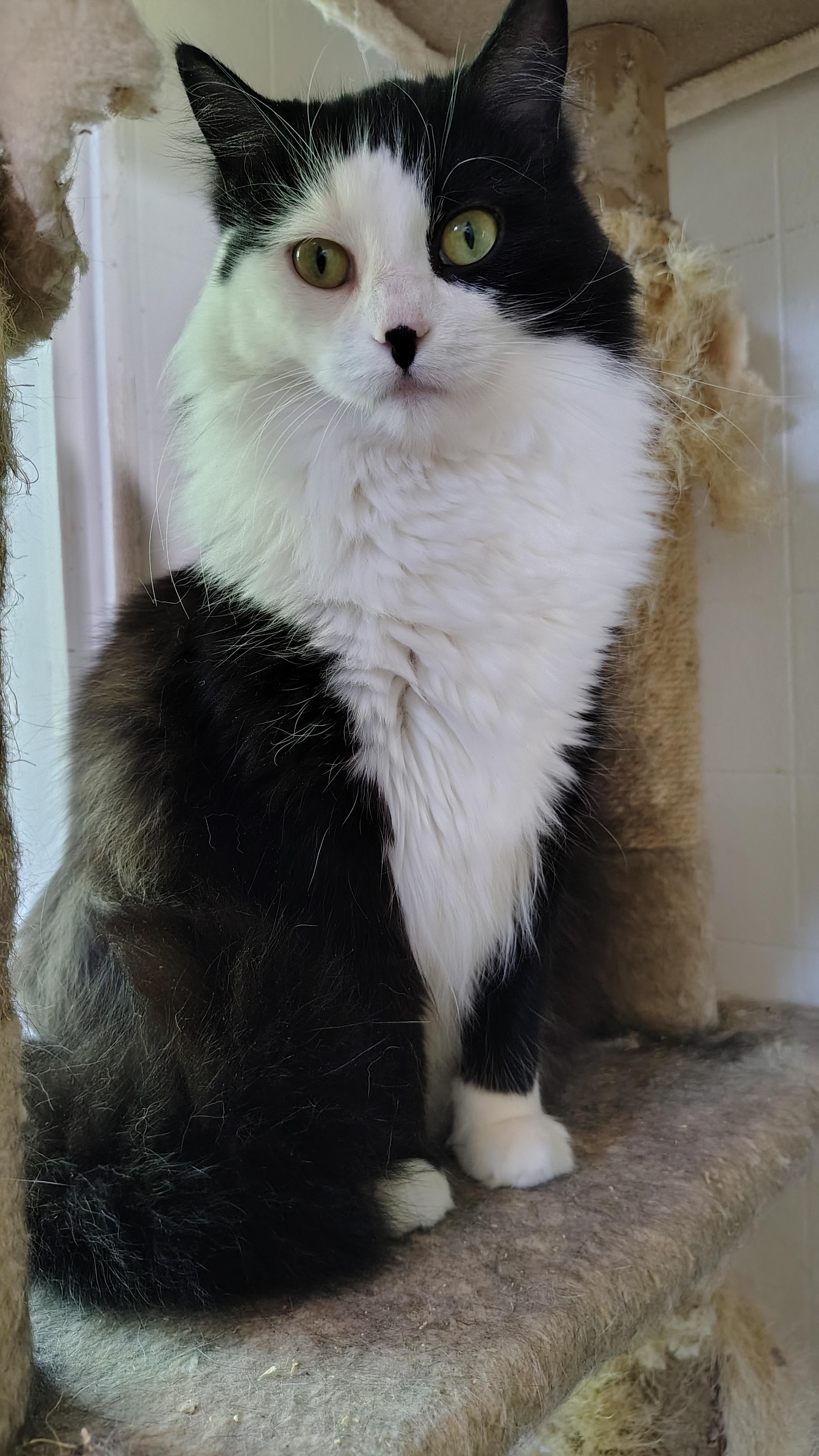 Morgana, a Adoptable Domestic Medium Hair in Buffalo, NY image 3/5