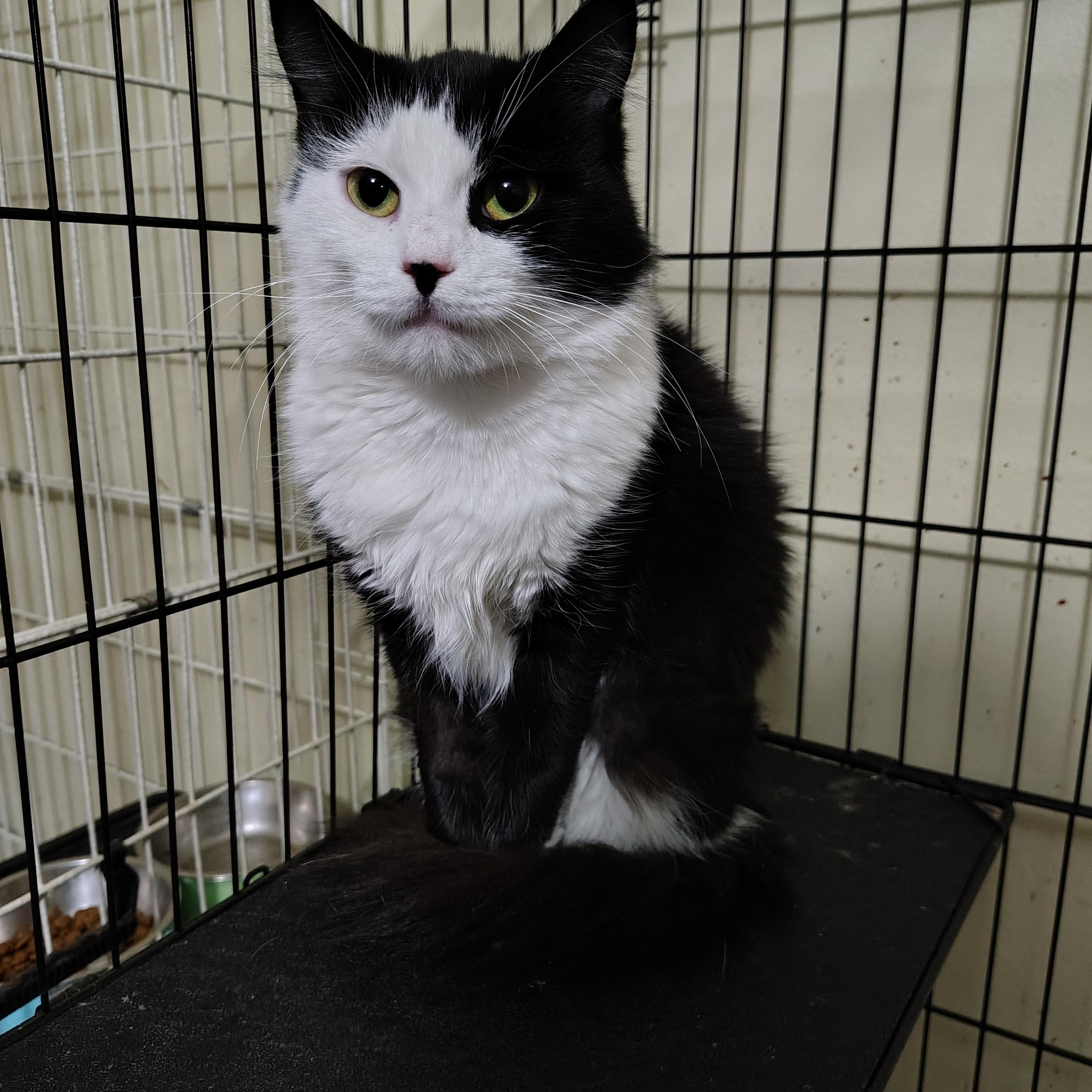 Morgana, a Adoptable Domestic Medium Hair in Buffalo, NY image 5/5