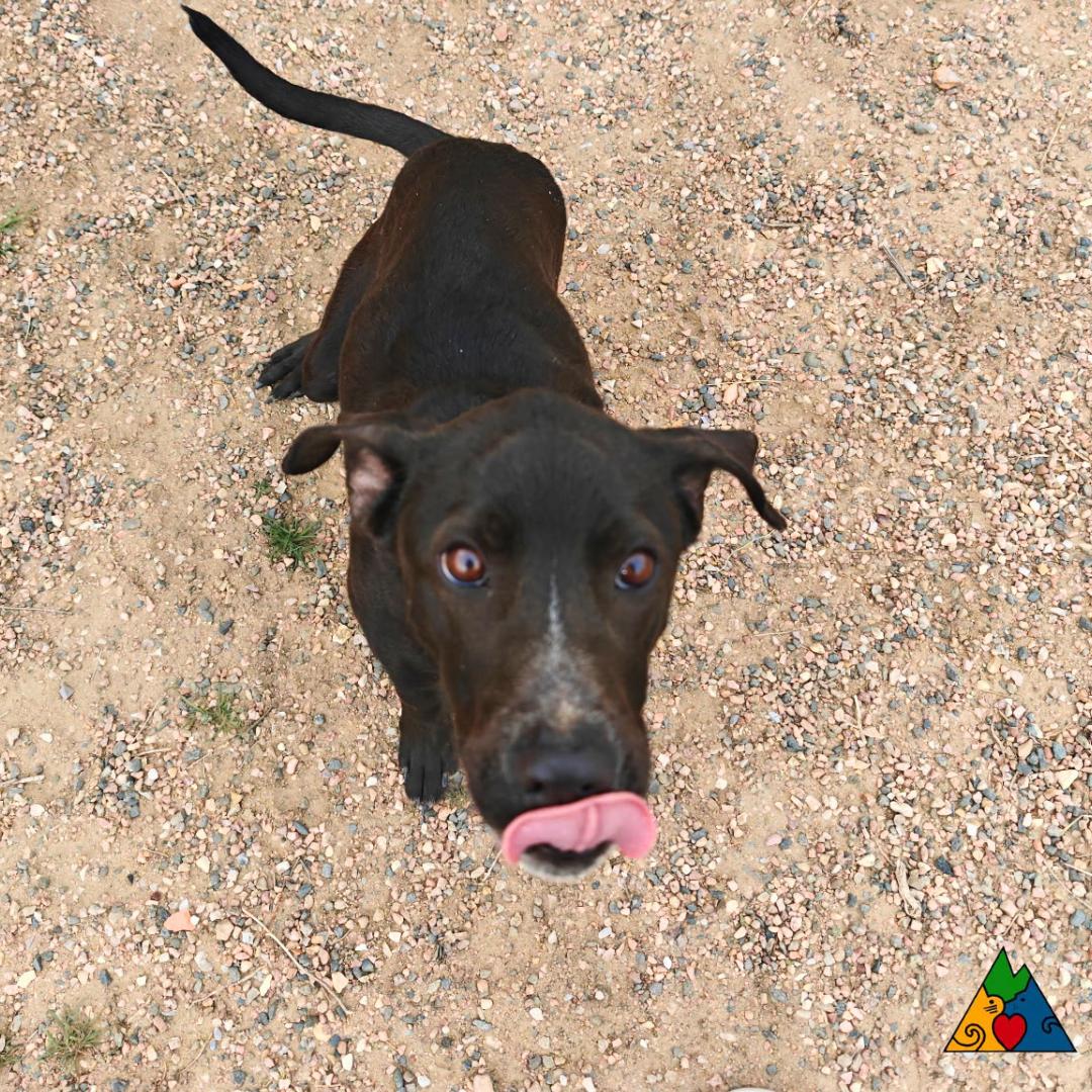 Enlarge Peter, an adopted Mixed Breed in Douglas, WY image 2/4