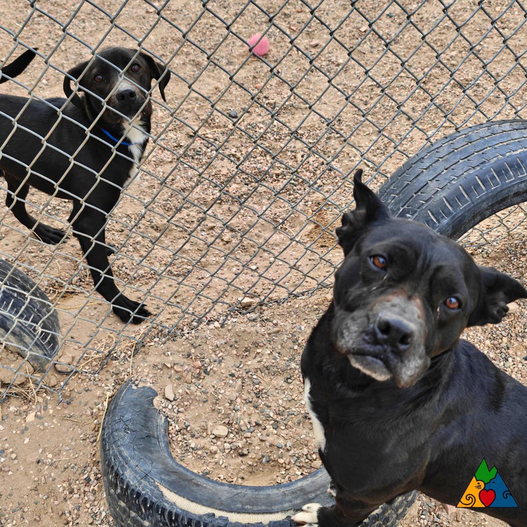 Enlarge Peter, an adopted Mixed Breed in Douglas, WY image 3/4