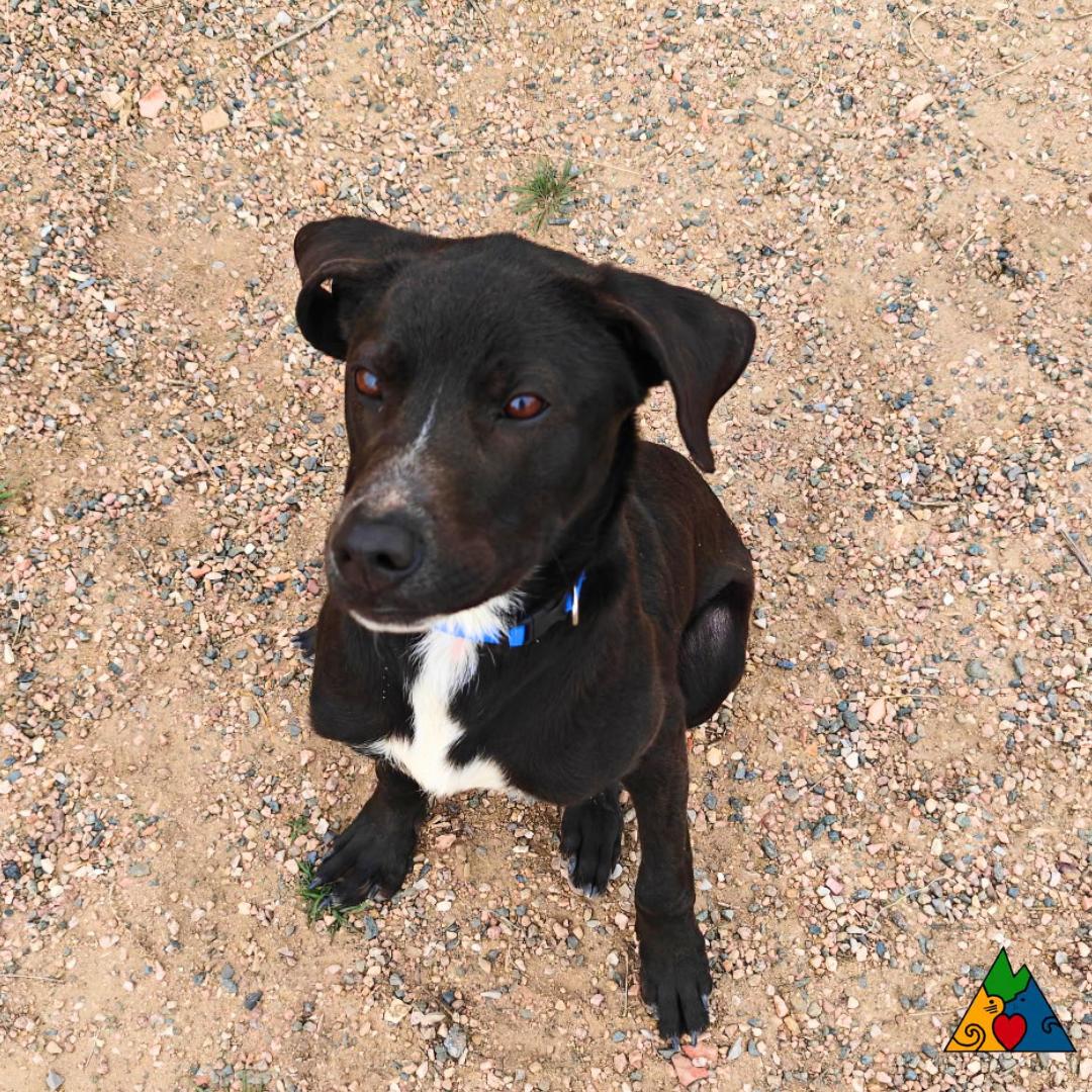 Enlarge Peter, an adopted Mixed Breed in Douglas, WY image 4/4