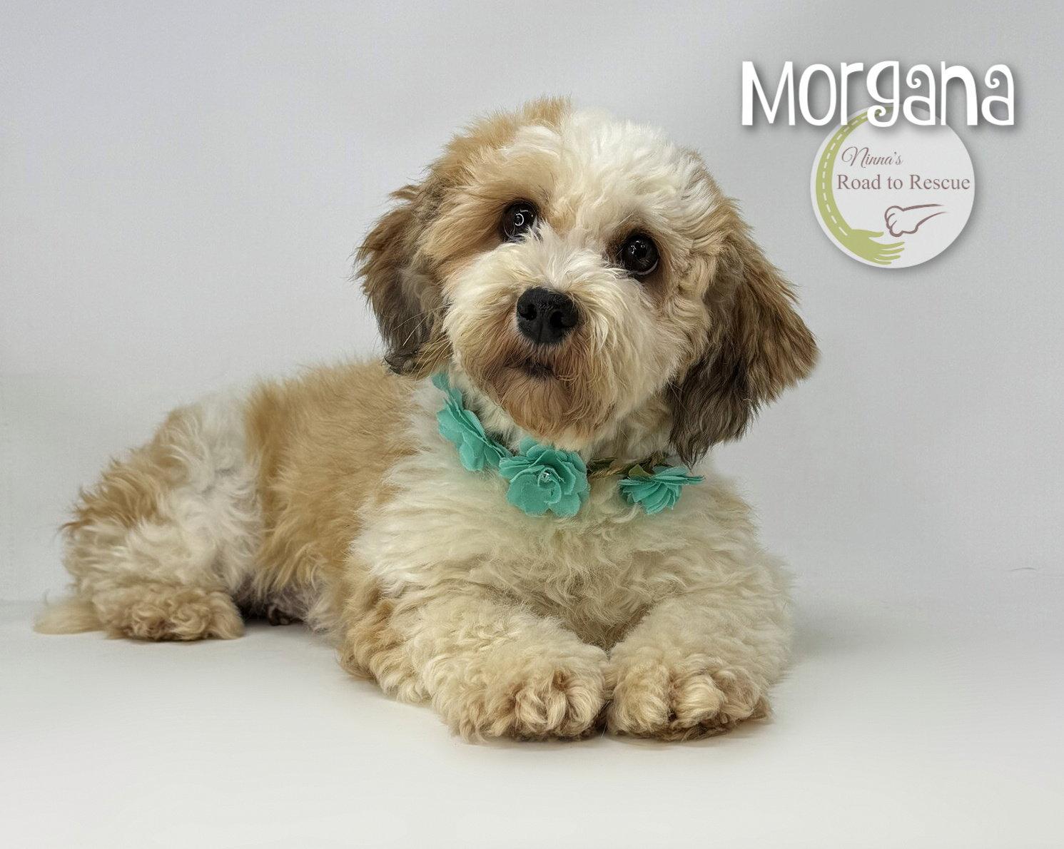 Morgana, a Adoptable mixed breed in Benton, LA image 1/2