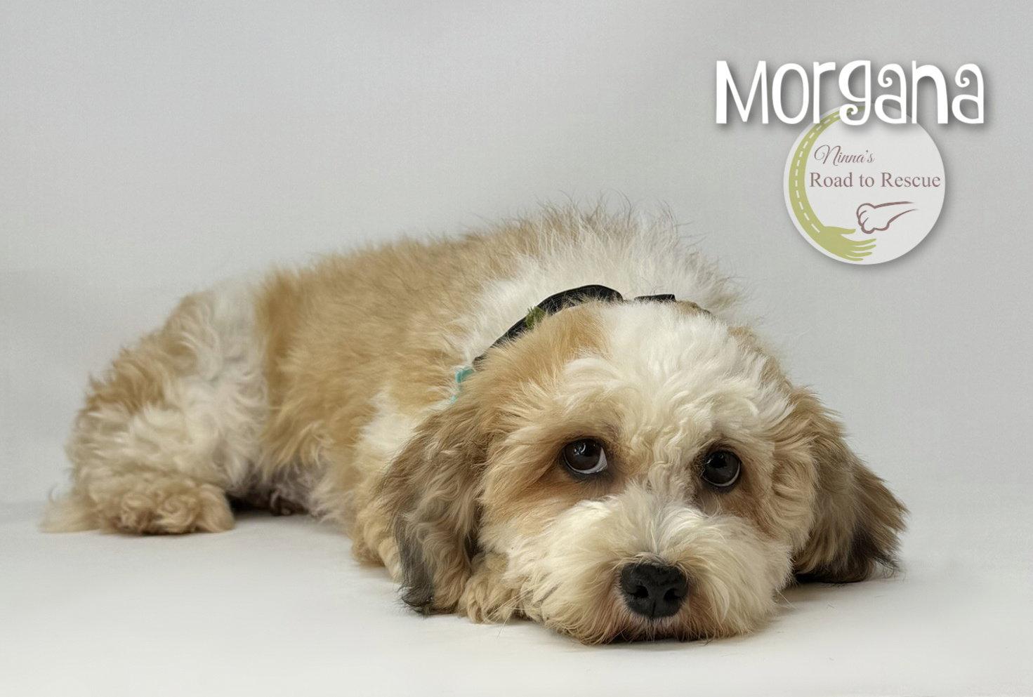 Morgana, a Adoptable mixed breed in Benton, LA image 2/2