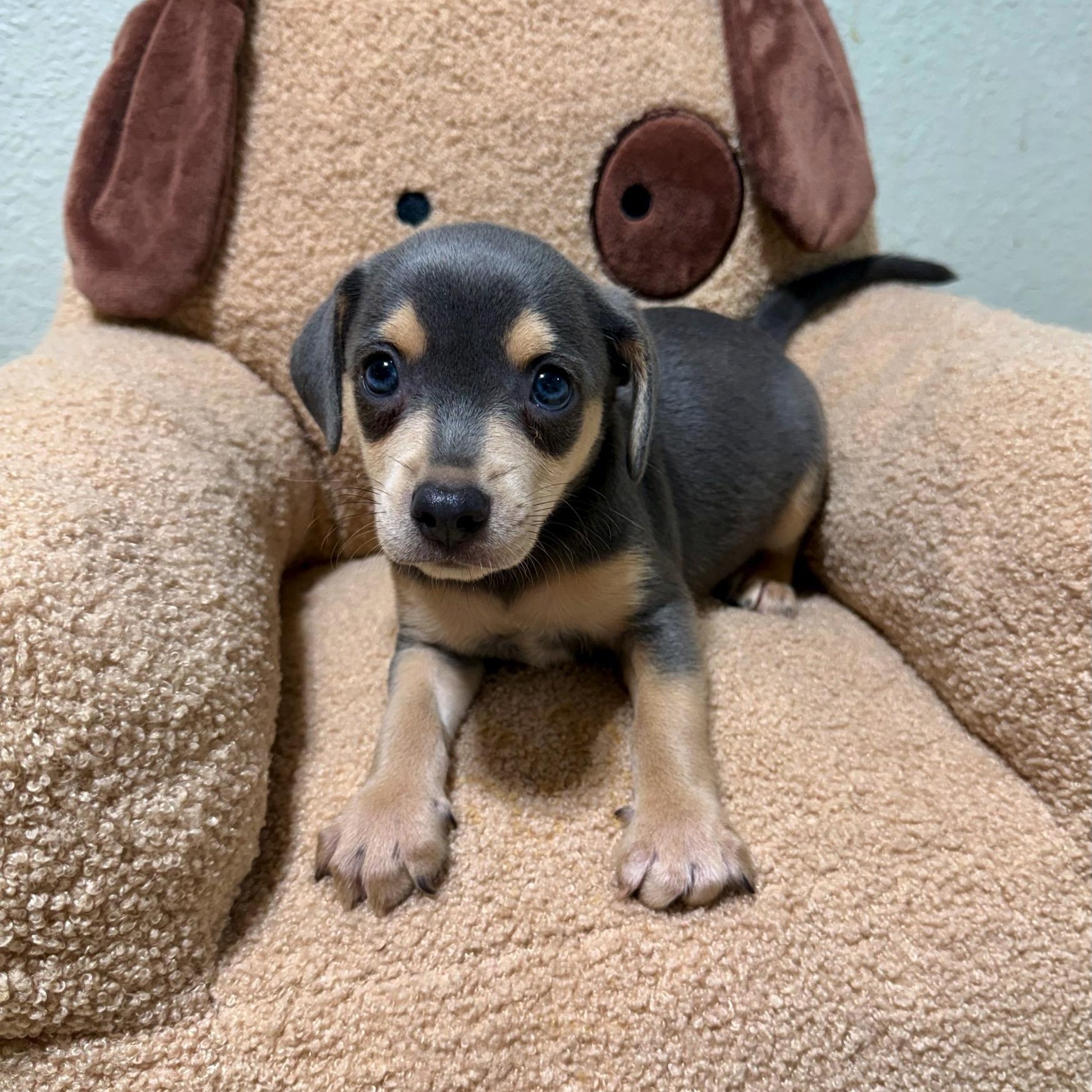 Flint, Adoptable, Puppy Male Rat Terrier & Chihuahua.