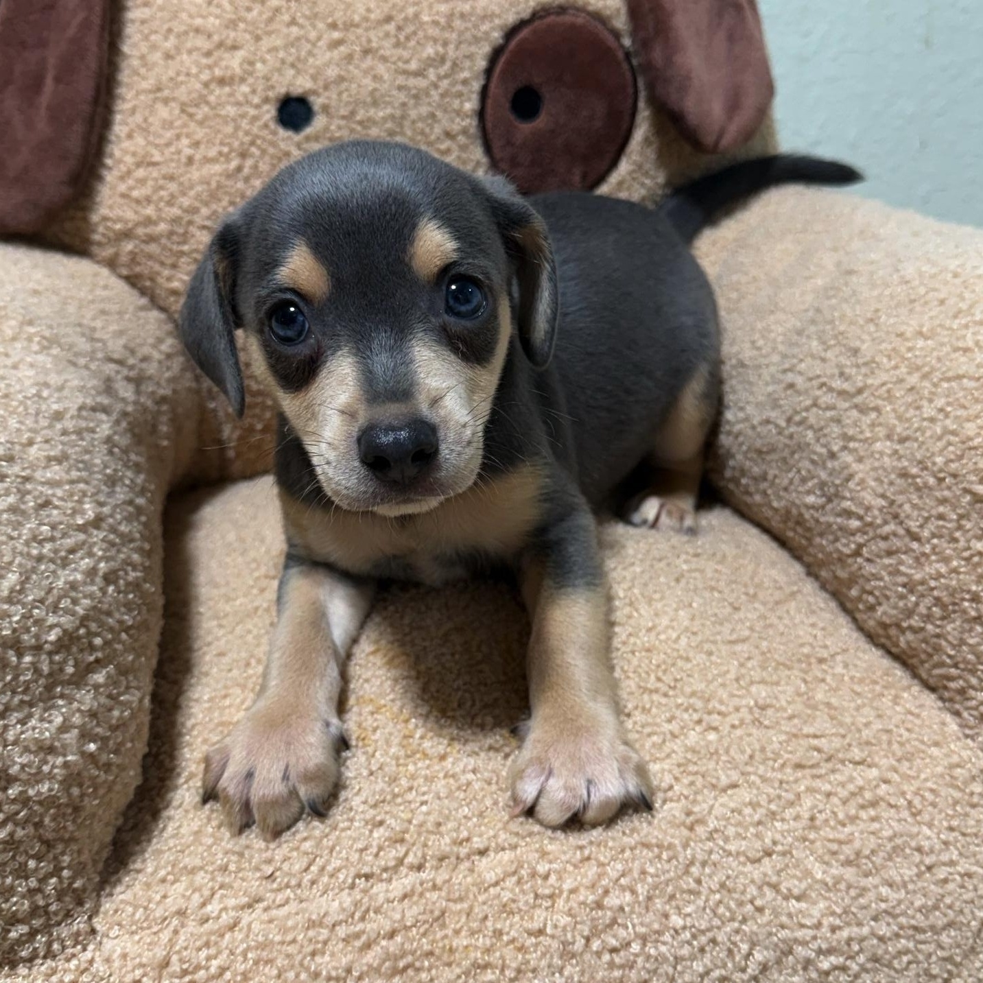 Enlarge Flint, a Adoptable mixed breed in High Ridge, MO image 2/4