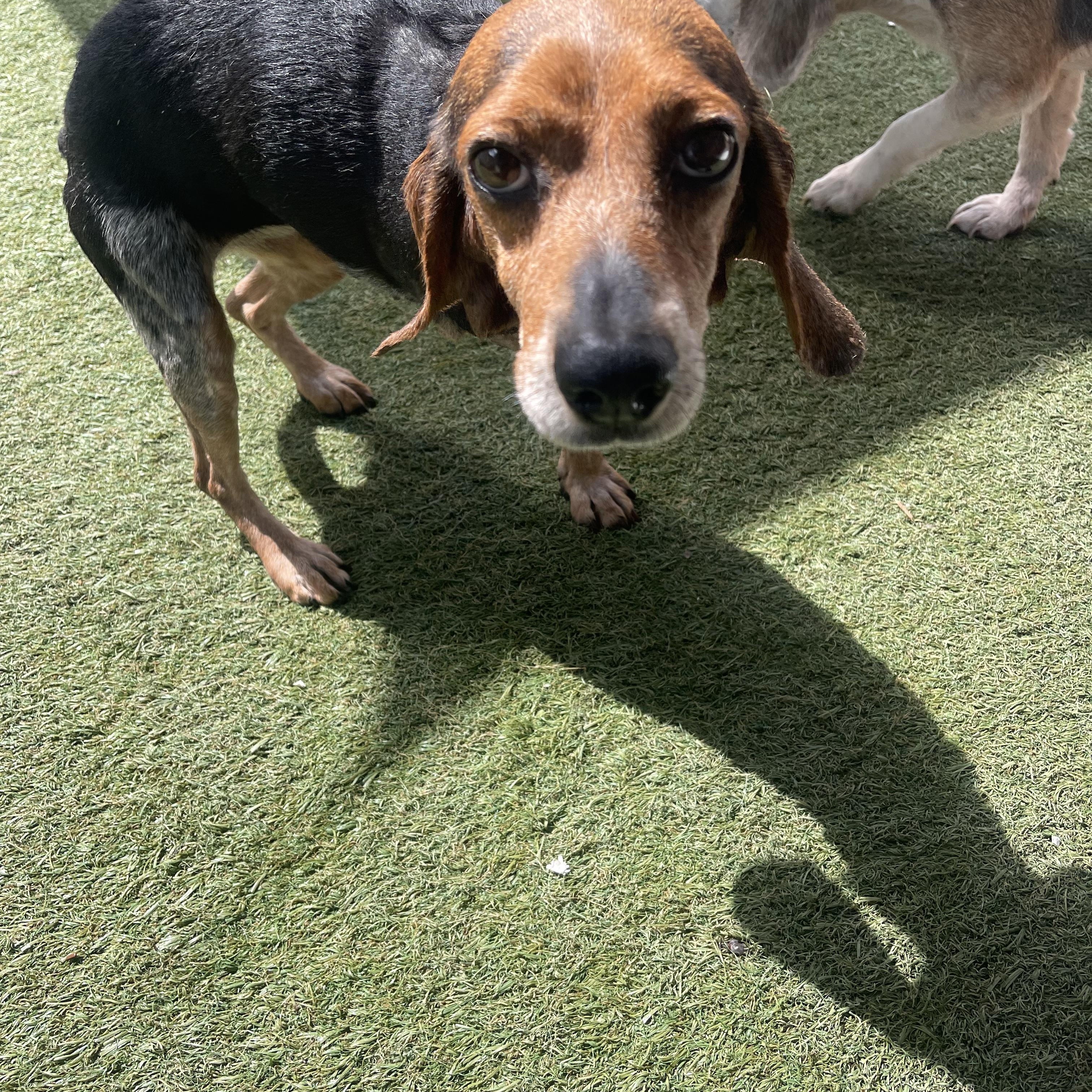 Charlotte, a ADOPTABLE Beagle in Baton Rouge, LA image 2/5
