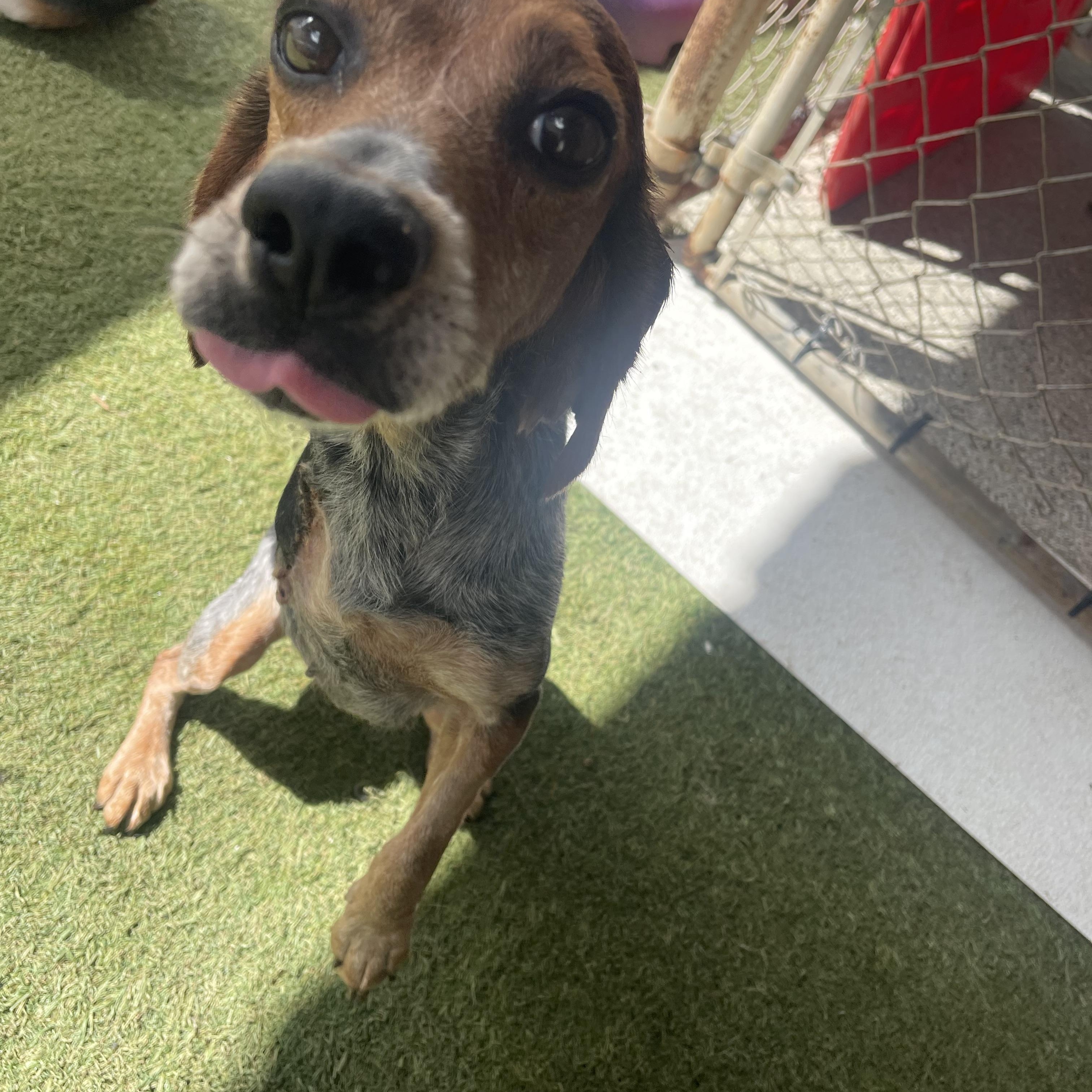 Charlotte, a ADOPTABLE Beagle in Baton Rouge, LA image 5/5