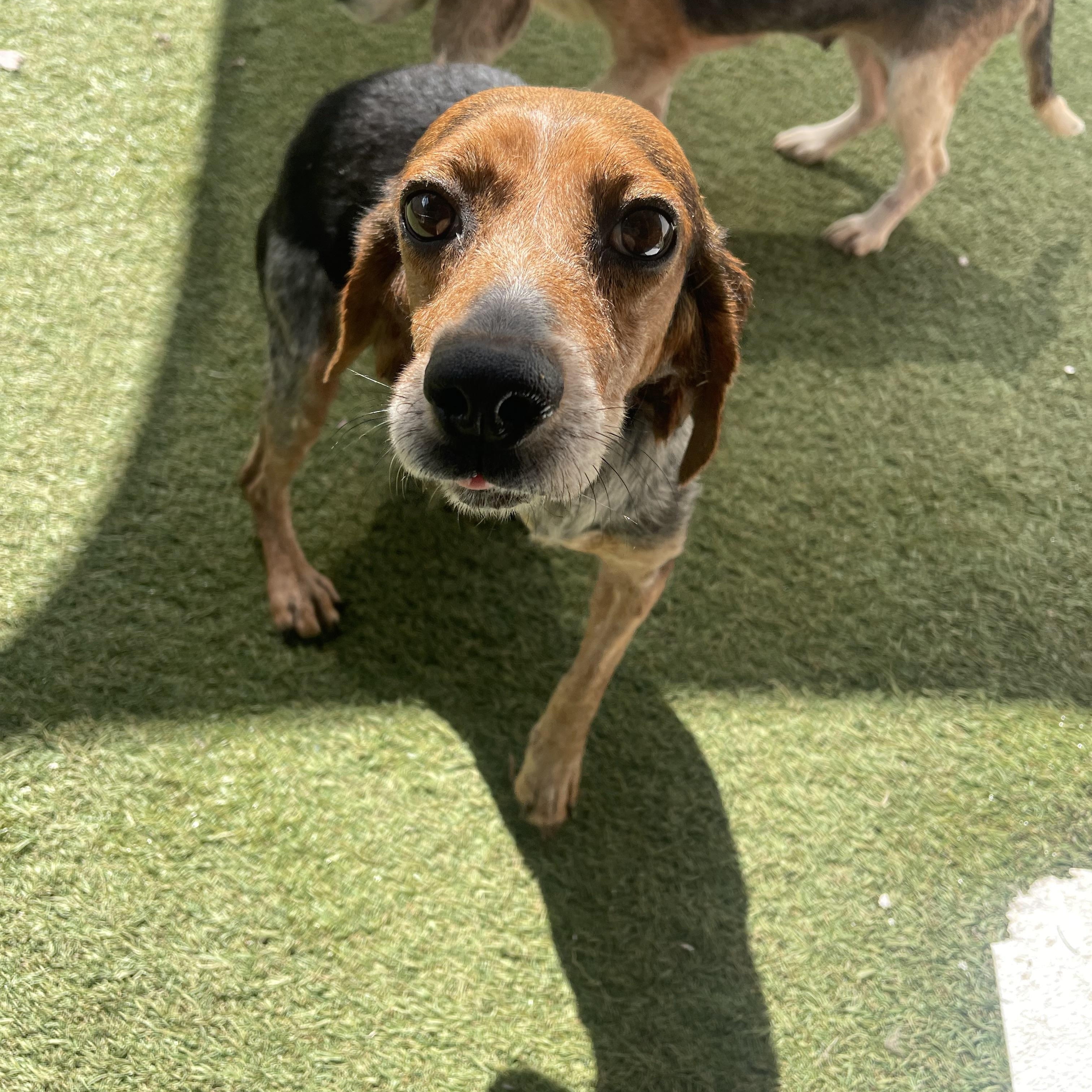 Charlotte, a ADOPTABLE Beagle in Baton Rouge, LA image 3/5