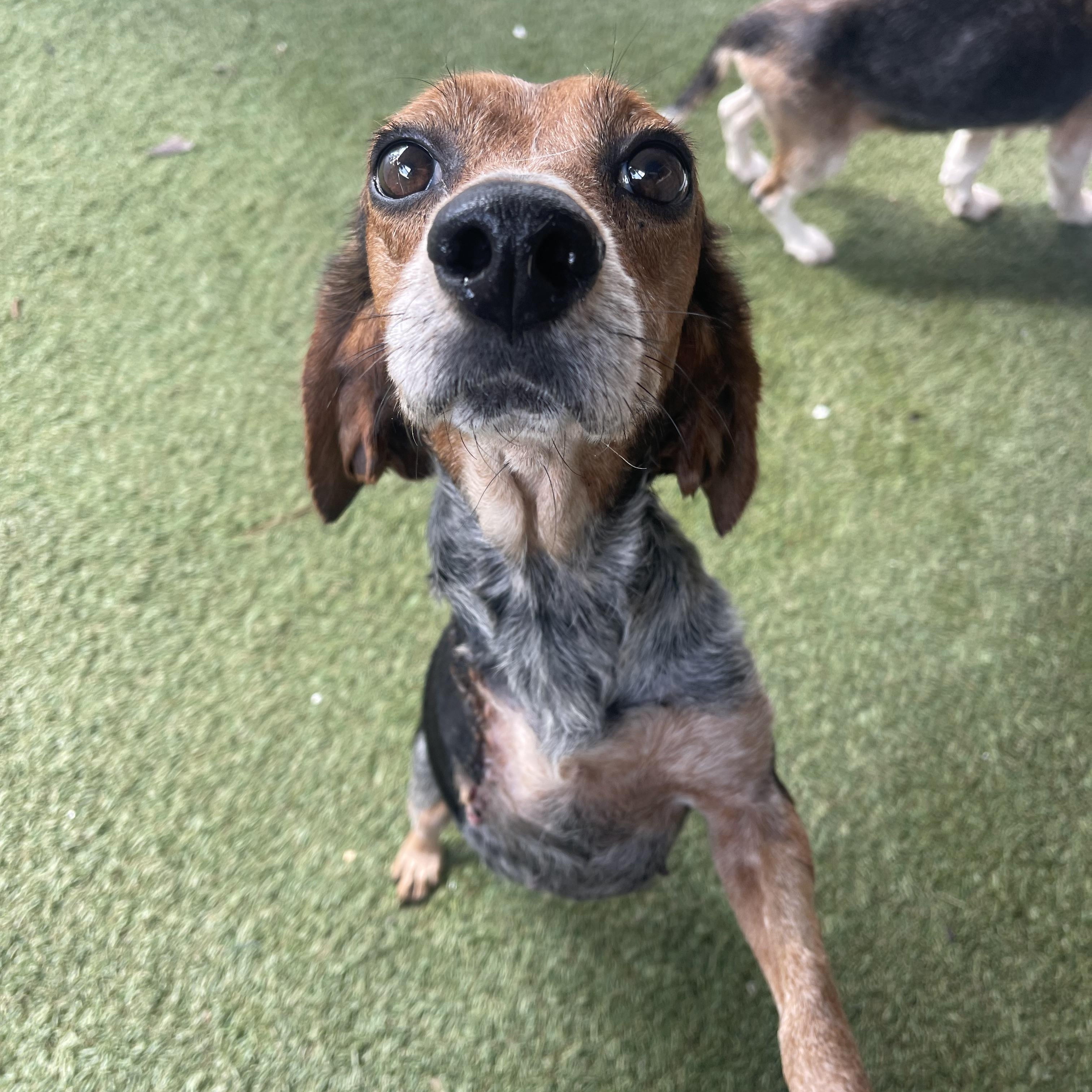 Charlotte, ADOPTABLE, Senior Female Beagle.