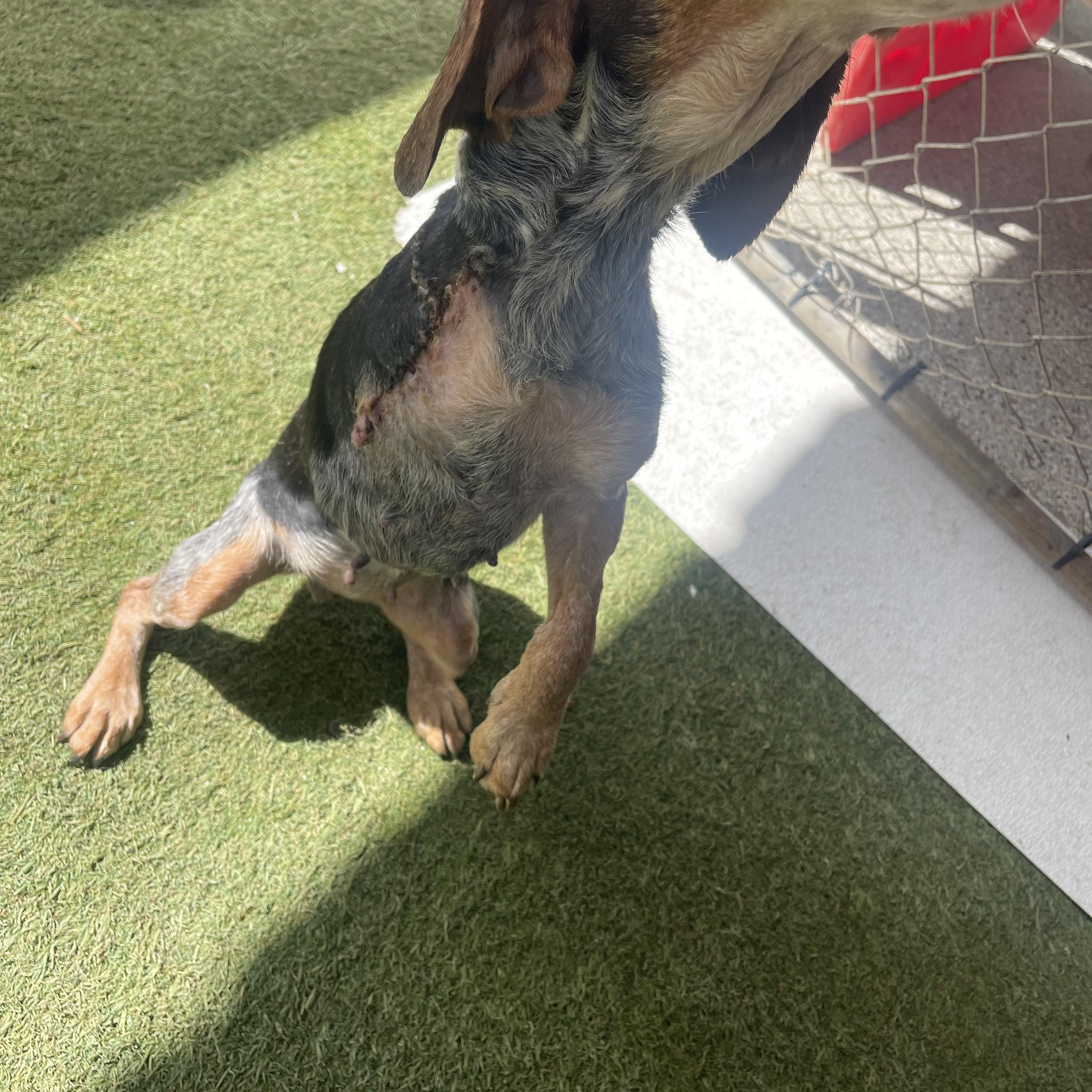 Charlotte, a ADOPTABLE Beagle in Baton Rouge, LA image 4/5