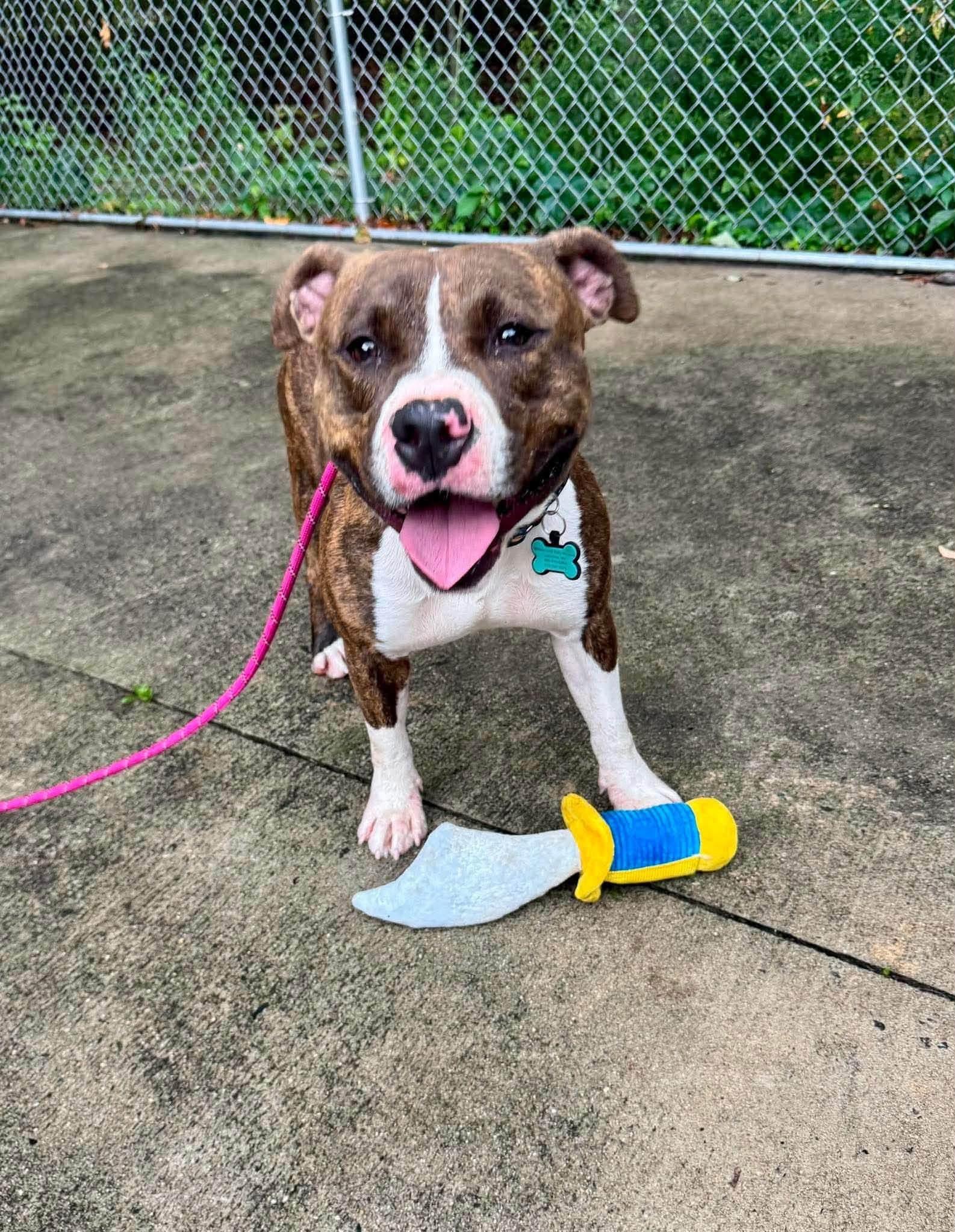 Pops, a ADOPTABLE mixed breed in Jackson , NJ image 2/3