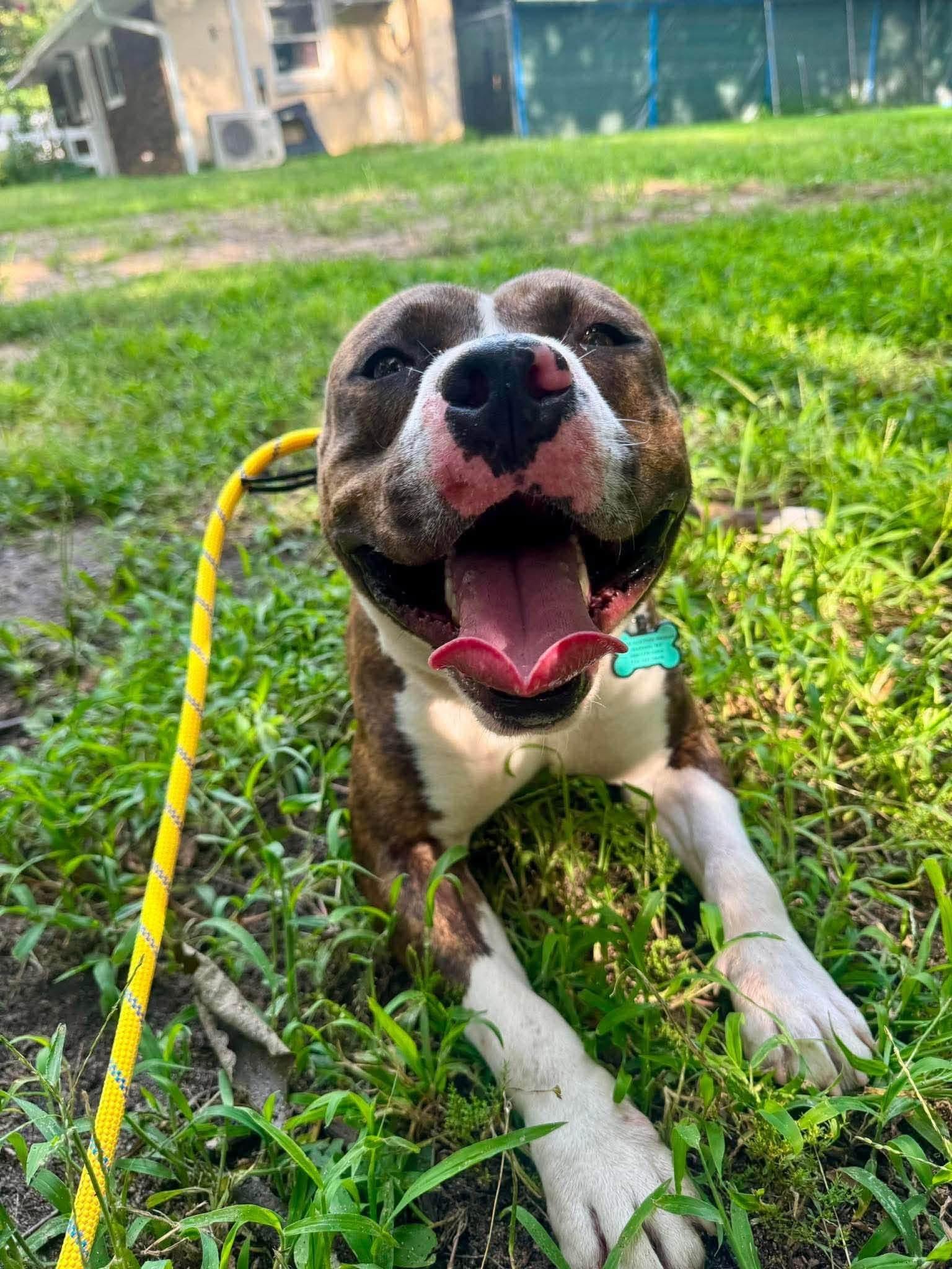 Pops, a ADOPTABLE mixed breed in Jackson , NJ image 3/3