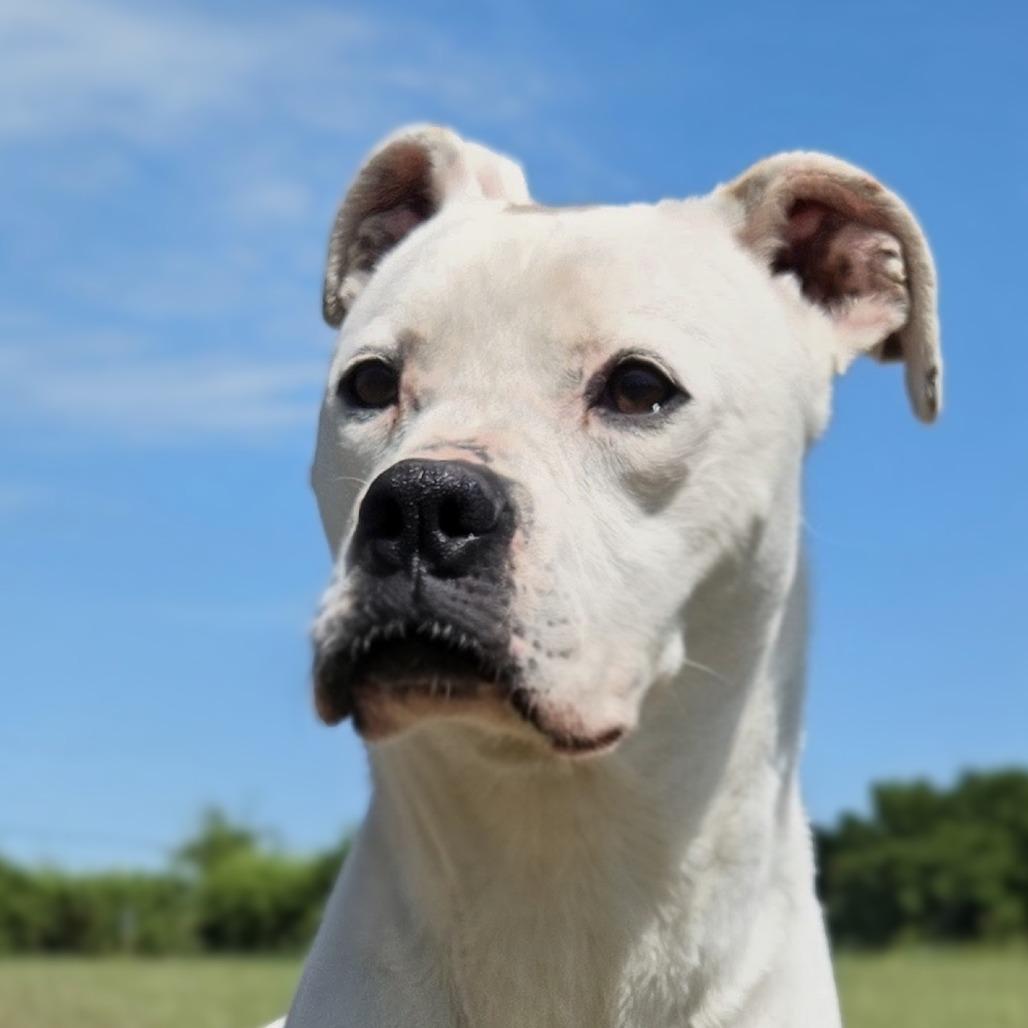 Paisley, a Adoptable Boxer in Shelby, NC image 1/3