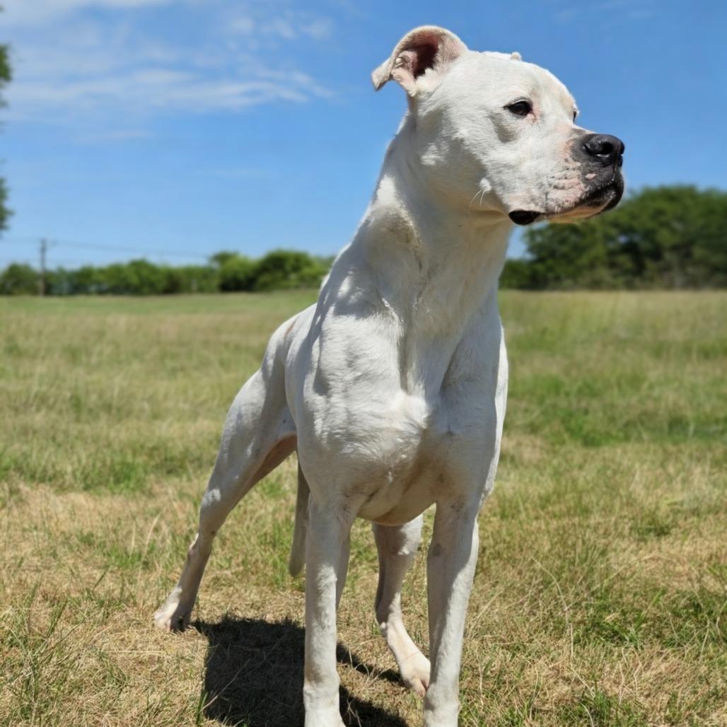 Paisley, a Adoptable Boxer in Shelby, NC image 2/3