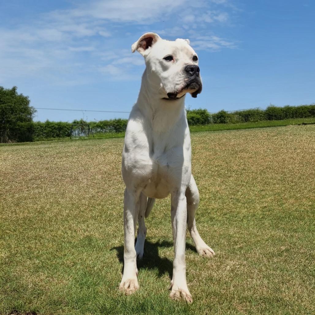 Paisley, a Adoptable Boxer in Shelby, NC image 3/3