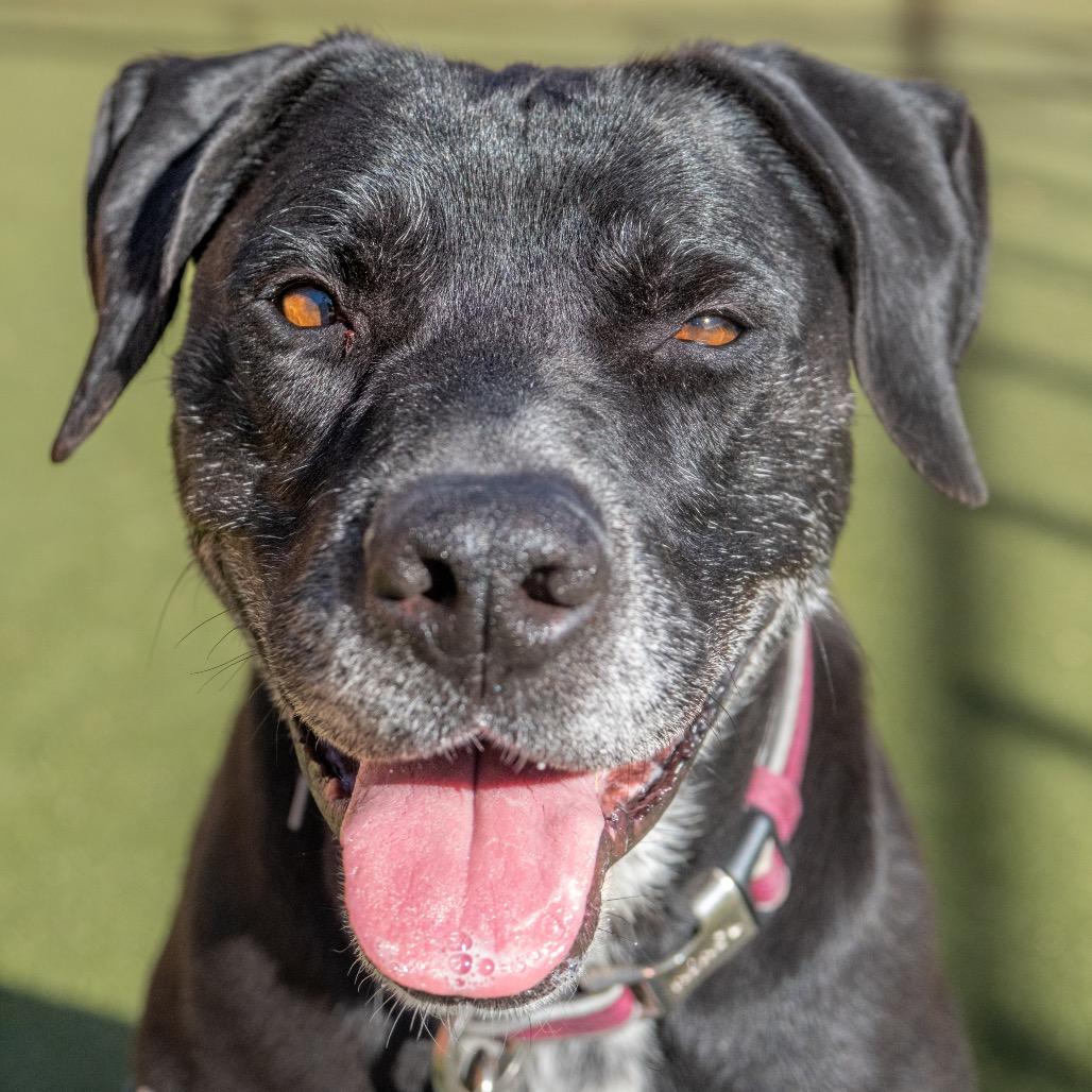 Hermione, Adoptable, Senior Female Black Labrador Retriever & Mixed Breed.