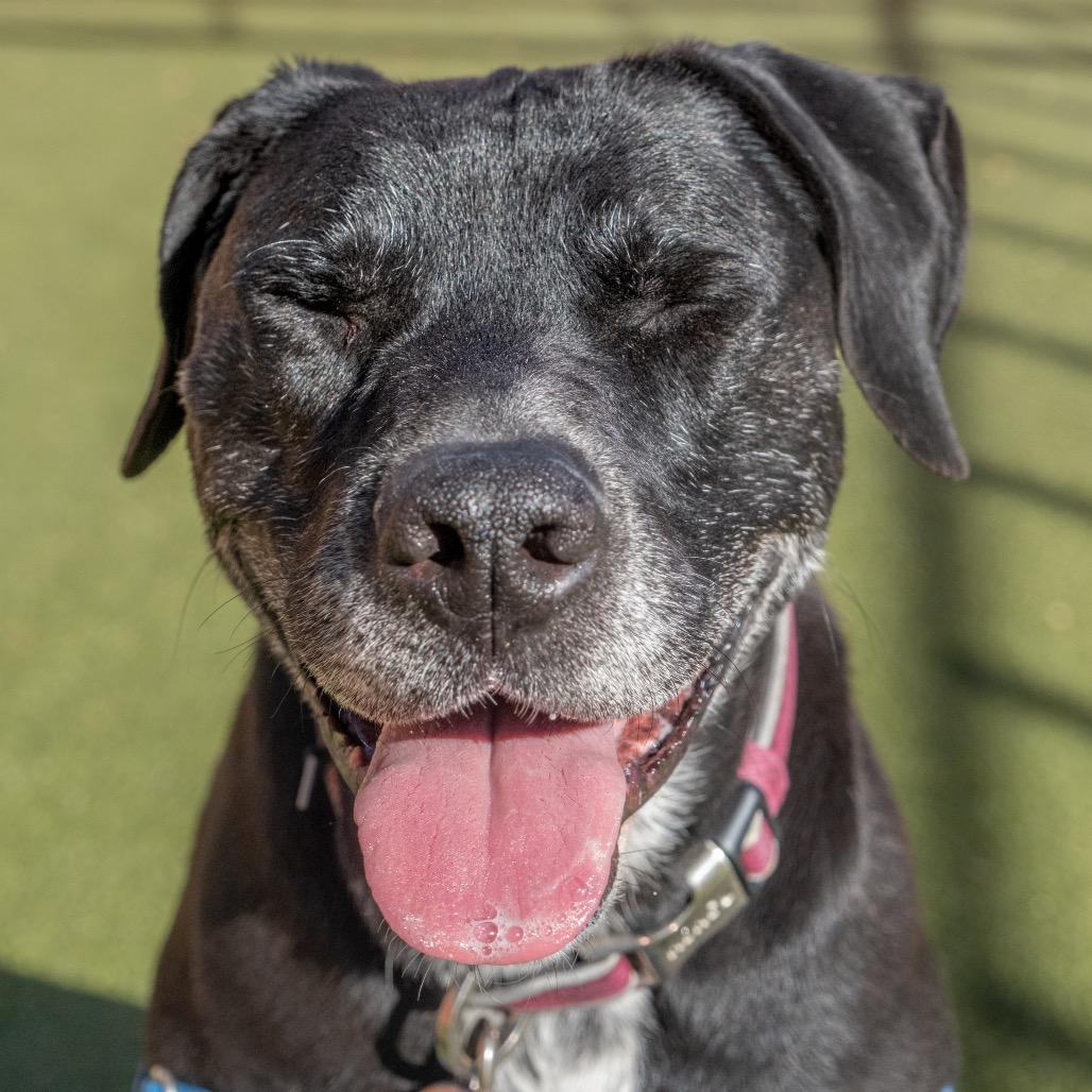 Enlarge Hermione, a Adoptable mixed breed in Albuquerque, NM image 2/6