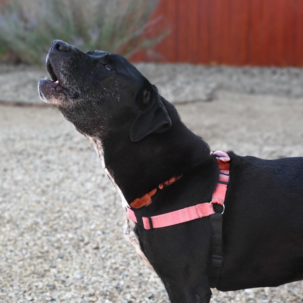 Enlarge Hermione, a Adoptable mixed breed in Albuquerque, NM image 3/6