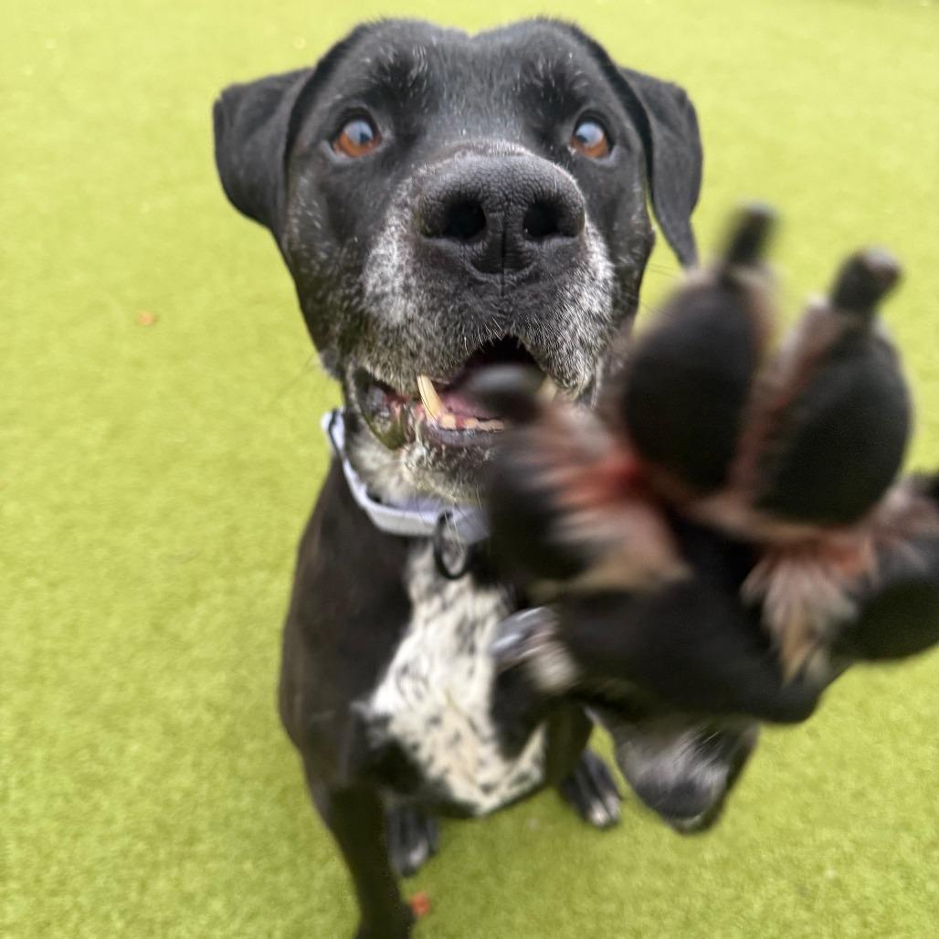Enlarge Hermione, a Adoptable mixed breed in Albuquerque, NM image 4/6