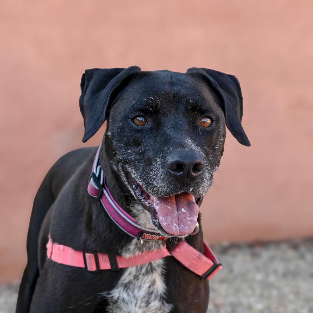 Enlarge Hermione, a Adoptable mixed breed in Albuquerque, NM image 5/6