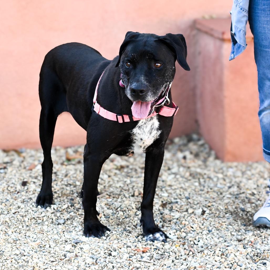 Enlarge Hermione, a Adoptable mixed breed in Albuquerque, NM image 6/6