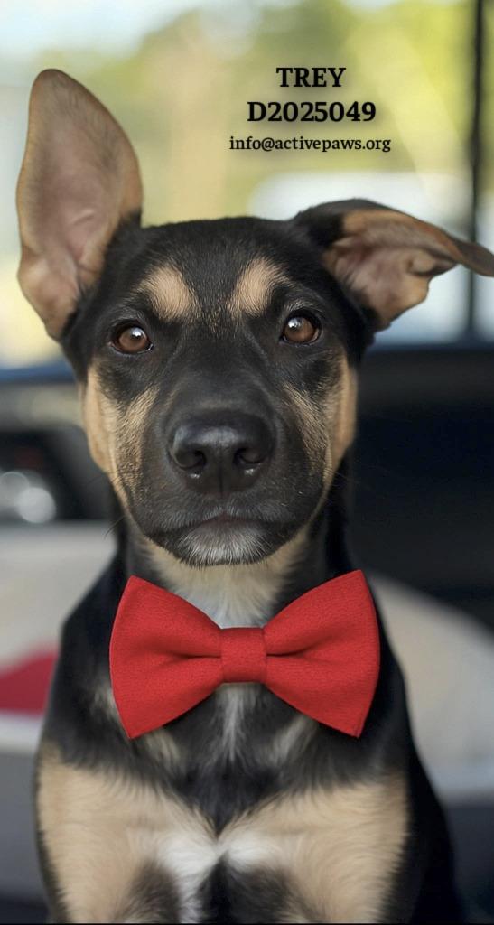 Trey, Adopted, Young Male Shepherd & Mixed Breed.