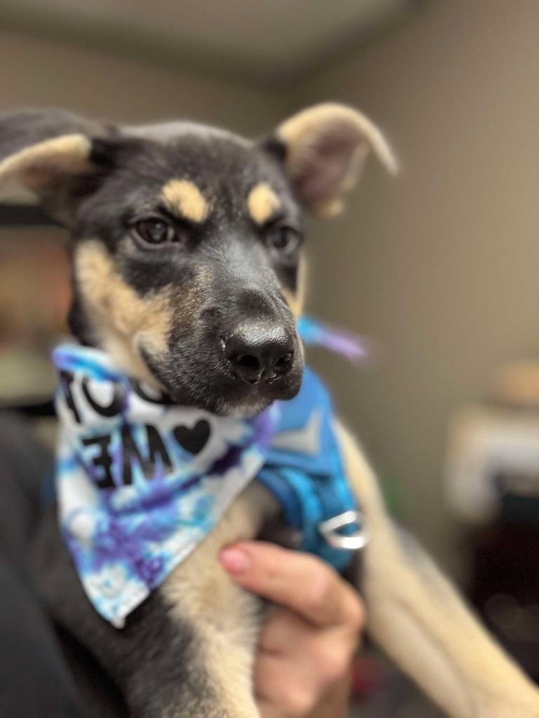 Trey, Adopted, Young Male Shepherd & Mixed Breed.