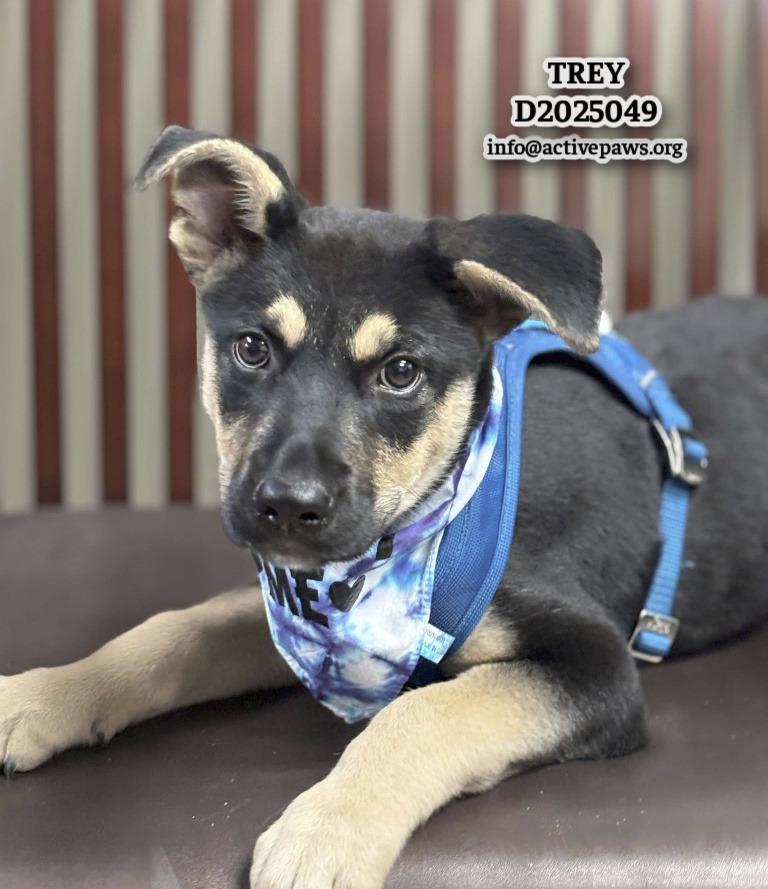 Enlarge Trey, a Adopted mixed breed in CONROE, TX image 3/6