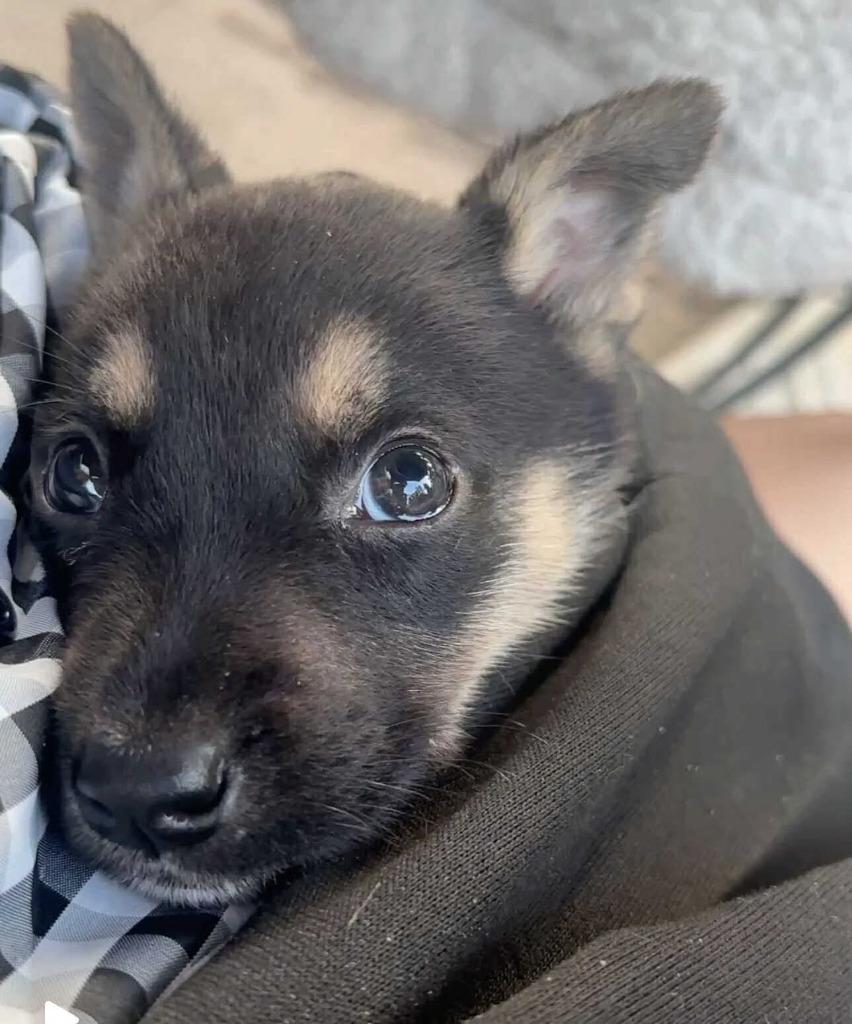 Enlarge Trey, a Adopted mixed breed in CONROE, TX image 4/6