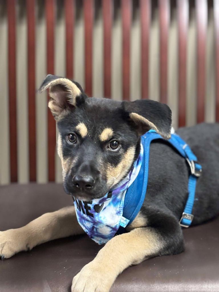 Enlarge Trey, a Adopted mixed breed in CONROE, TX image 6/6