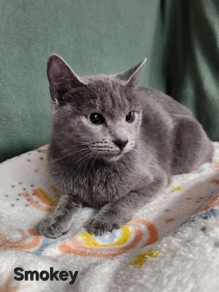 Smokey, Adoptable, Adult Female Domestic Short Hair.