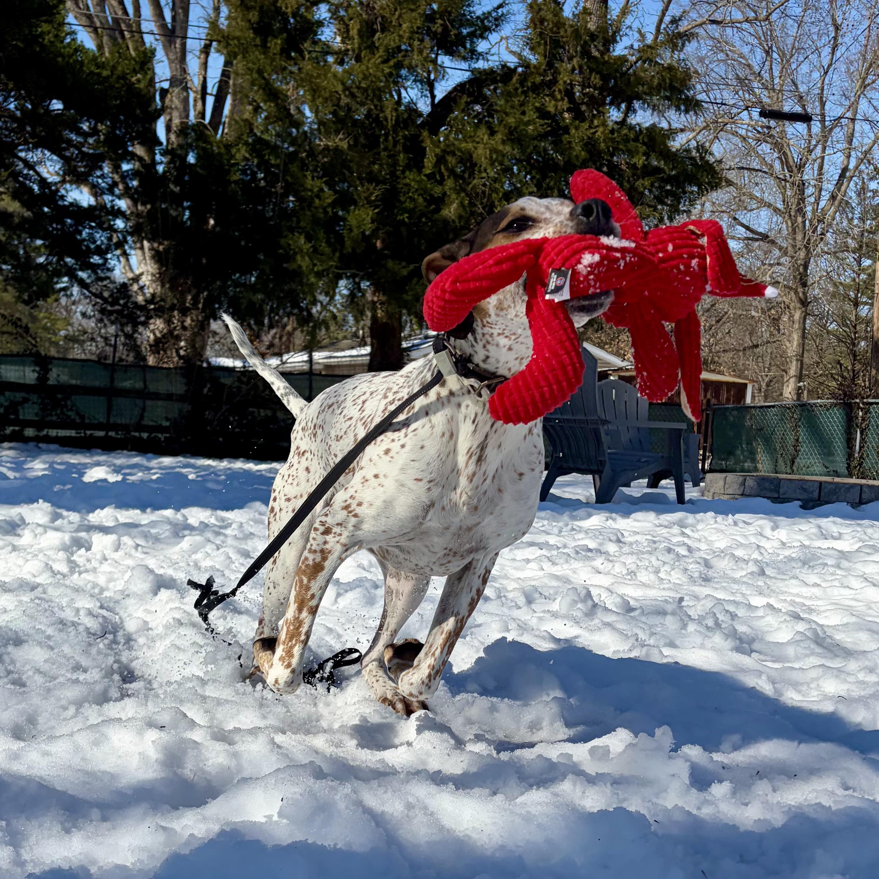 Enlarge Radar, a ADOPTABLE mixed breed in Murphysboro, IL image 6/6