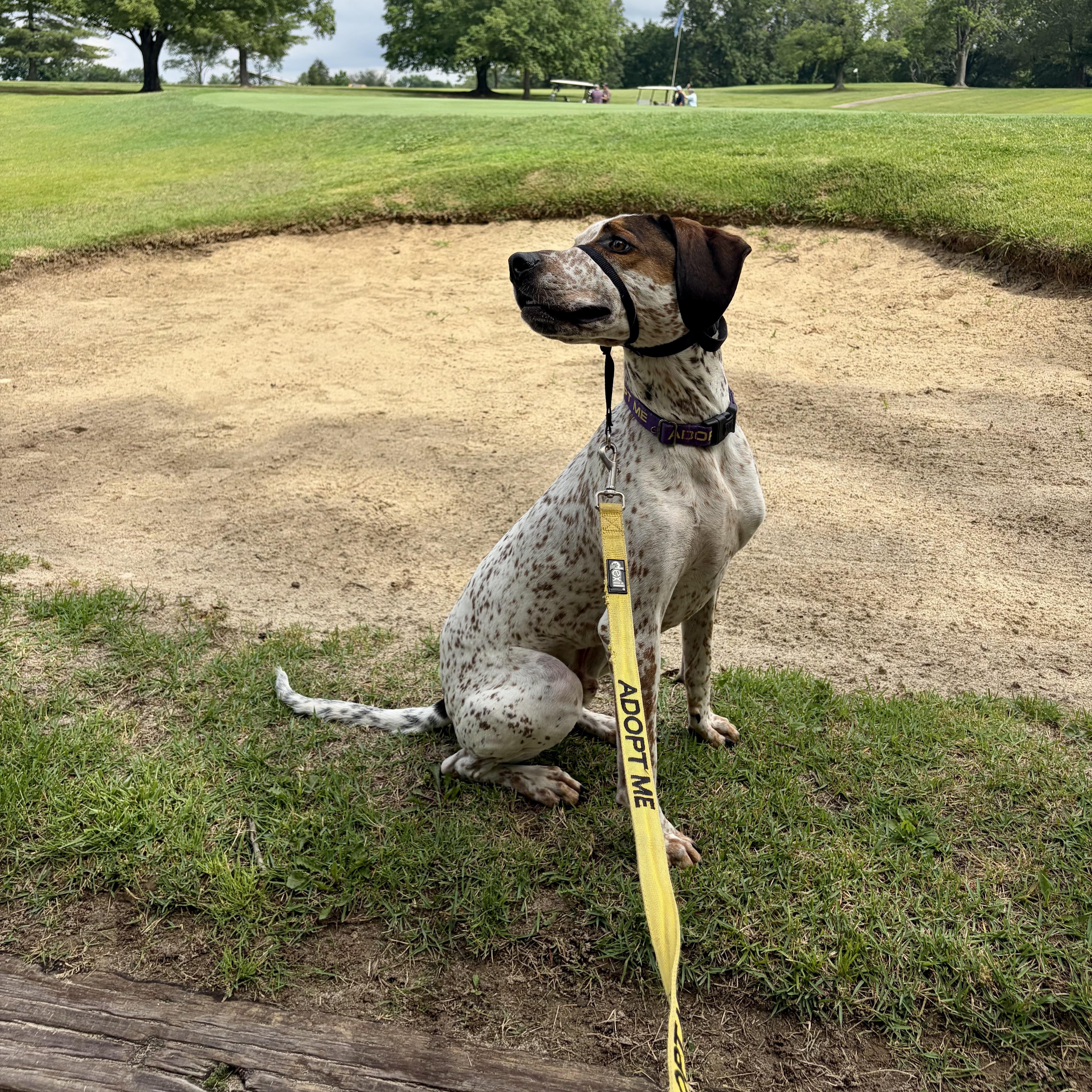 Radar, a ADOPTABLE mixed breed in Murphysboro, IL image 6/6