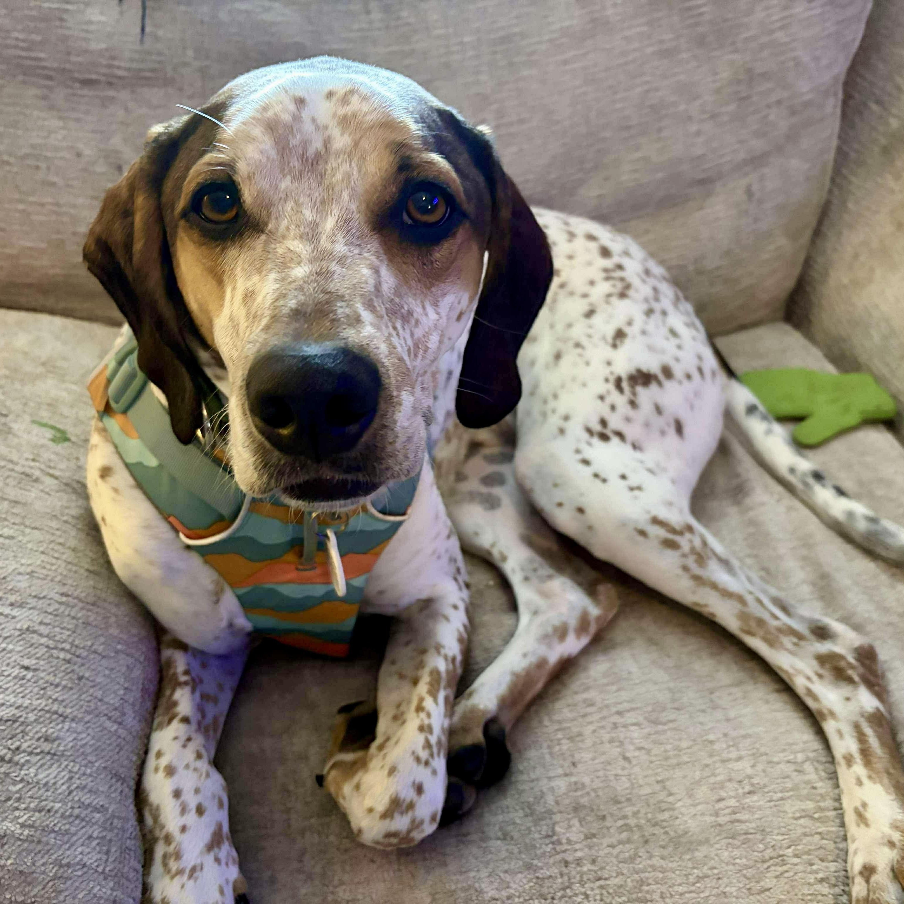 Enlarge Radar, a ADOPTABLE mixed breed in Murphysboro, IL image 4/6