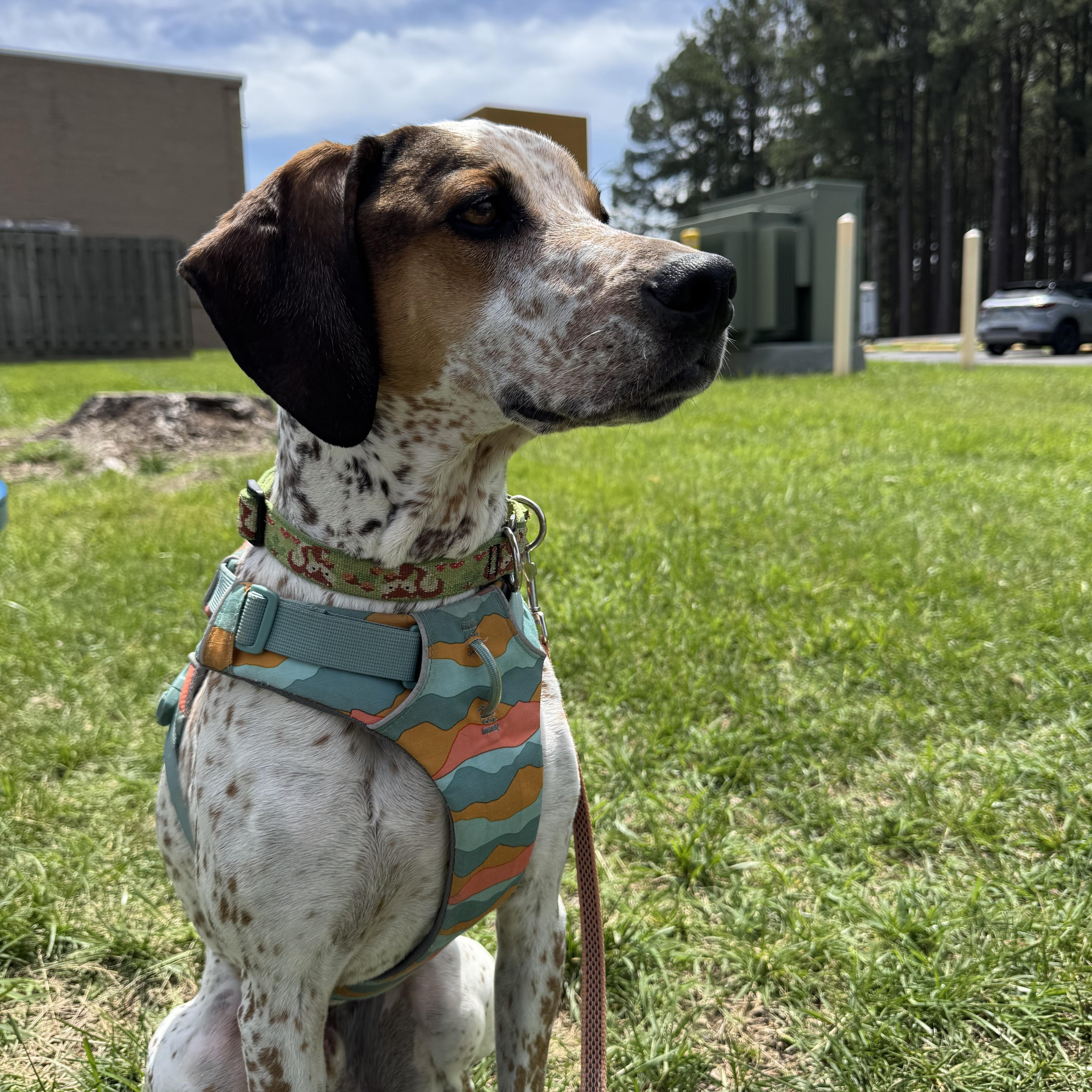 Radar, a ADOPTABLE mixed breed in Murphysboro, IL image 2/6