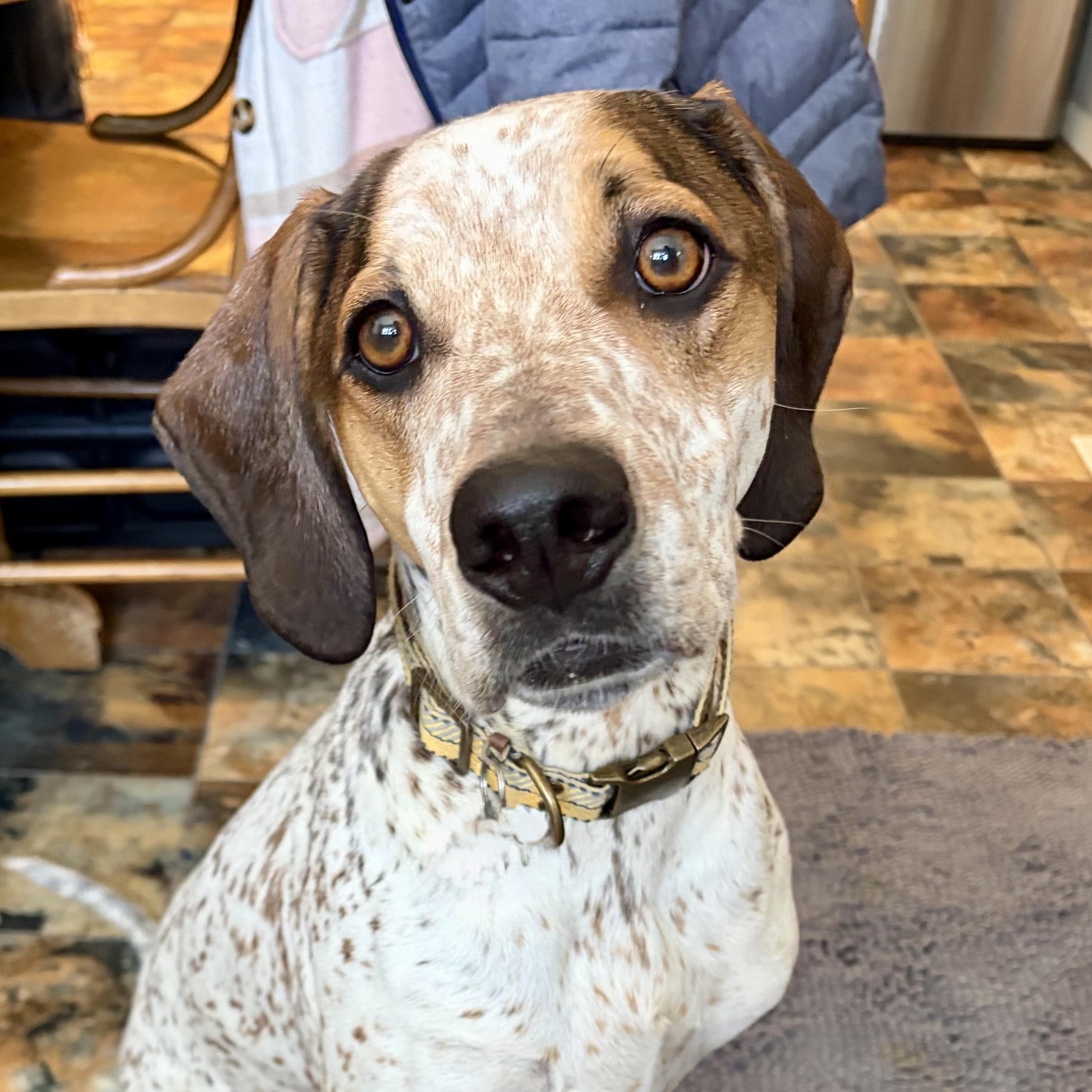 Radar, ADOPTABLE, Young Male Australian Cattle Dog / Blue Heeler & Dachshund.