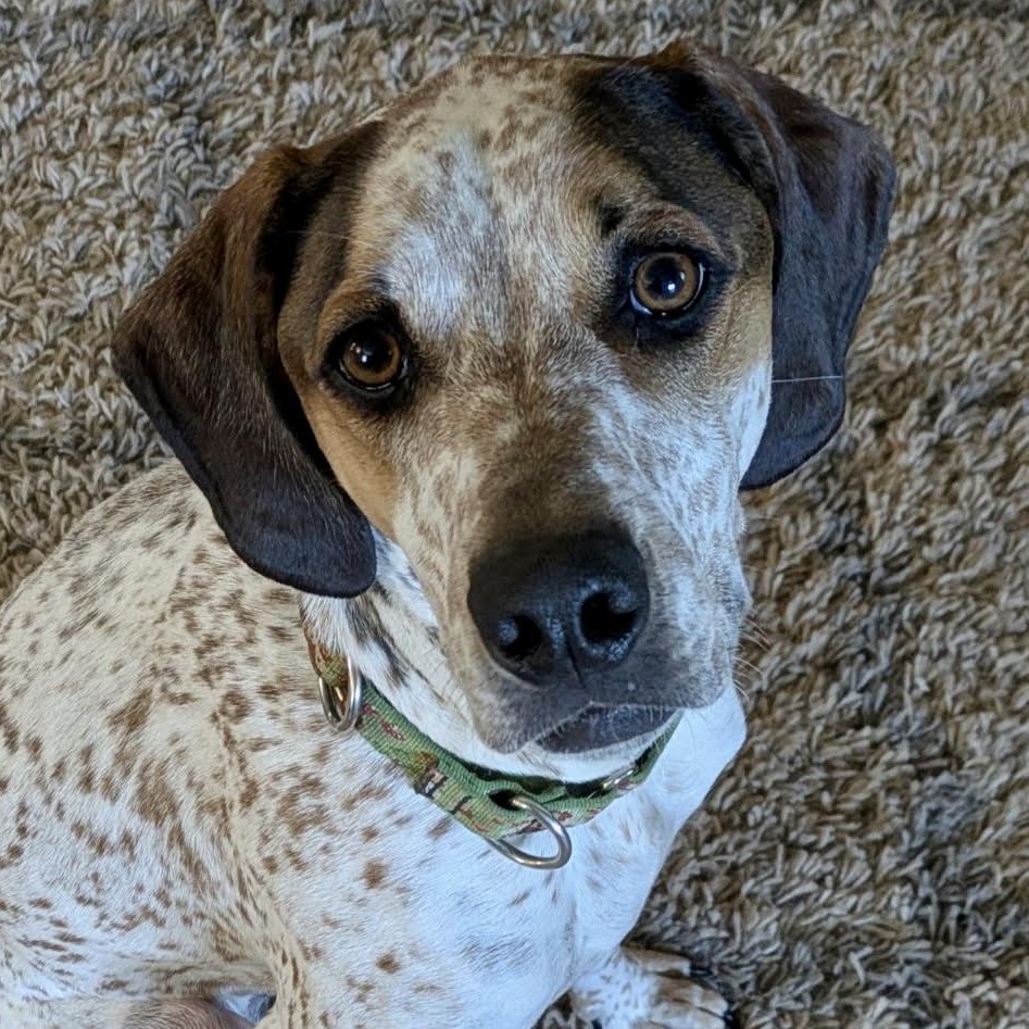 Radar, ADOPTABLE, Young Male Australian Cattle Dog / Blue Heeler & Dachshund.