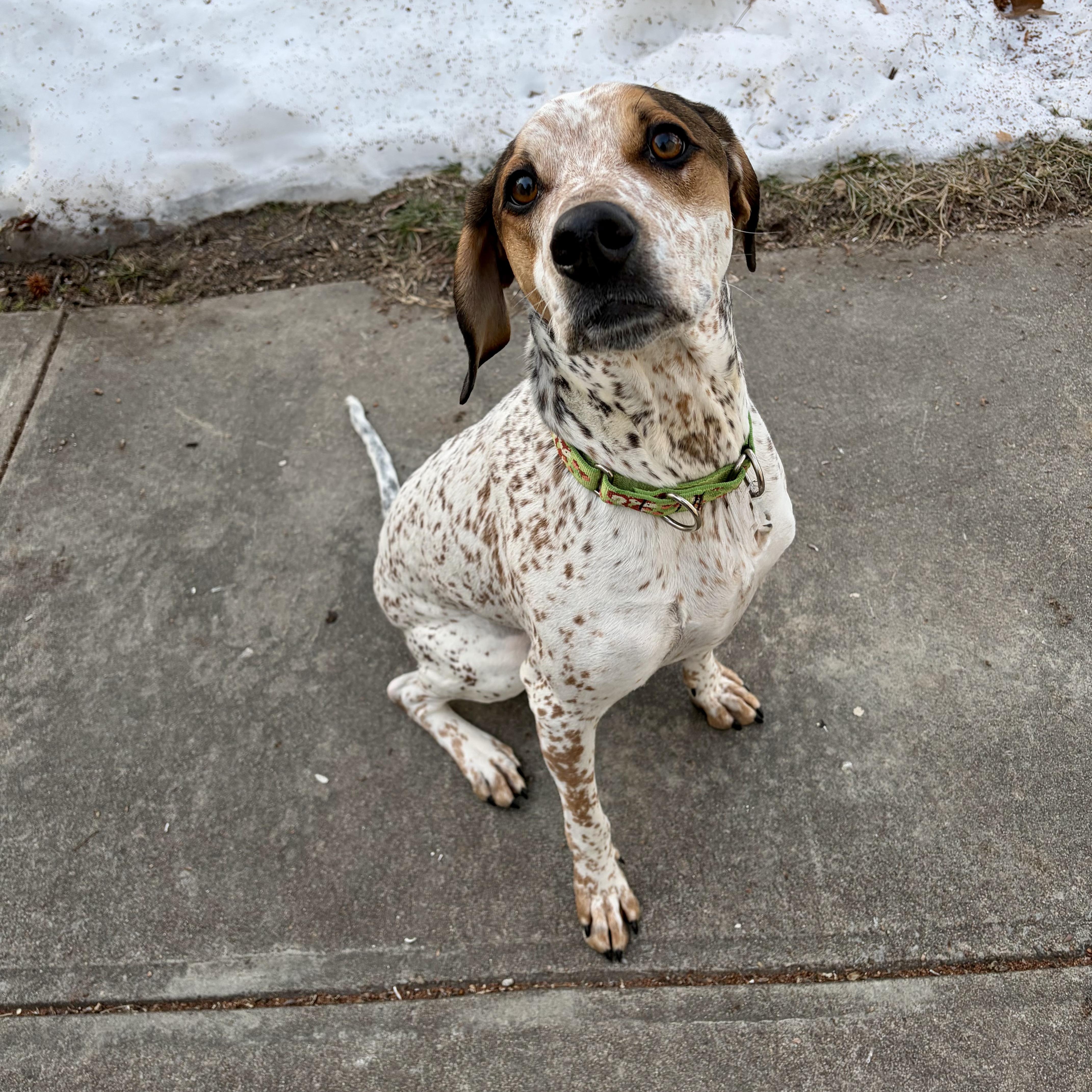 Enlarge Radar, a ADOPTABLE mixed breed in Murphysboro, IL image 3/6