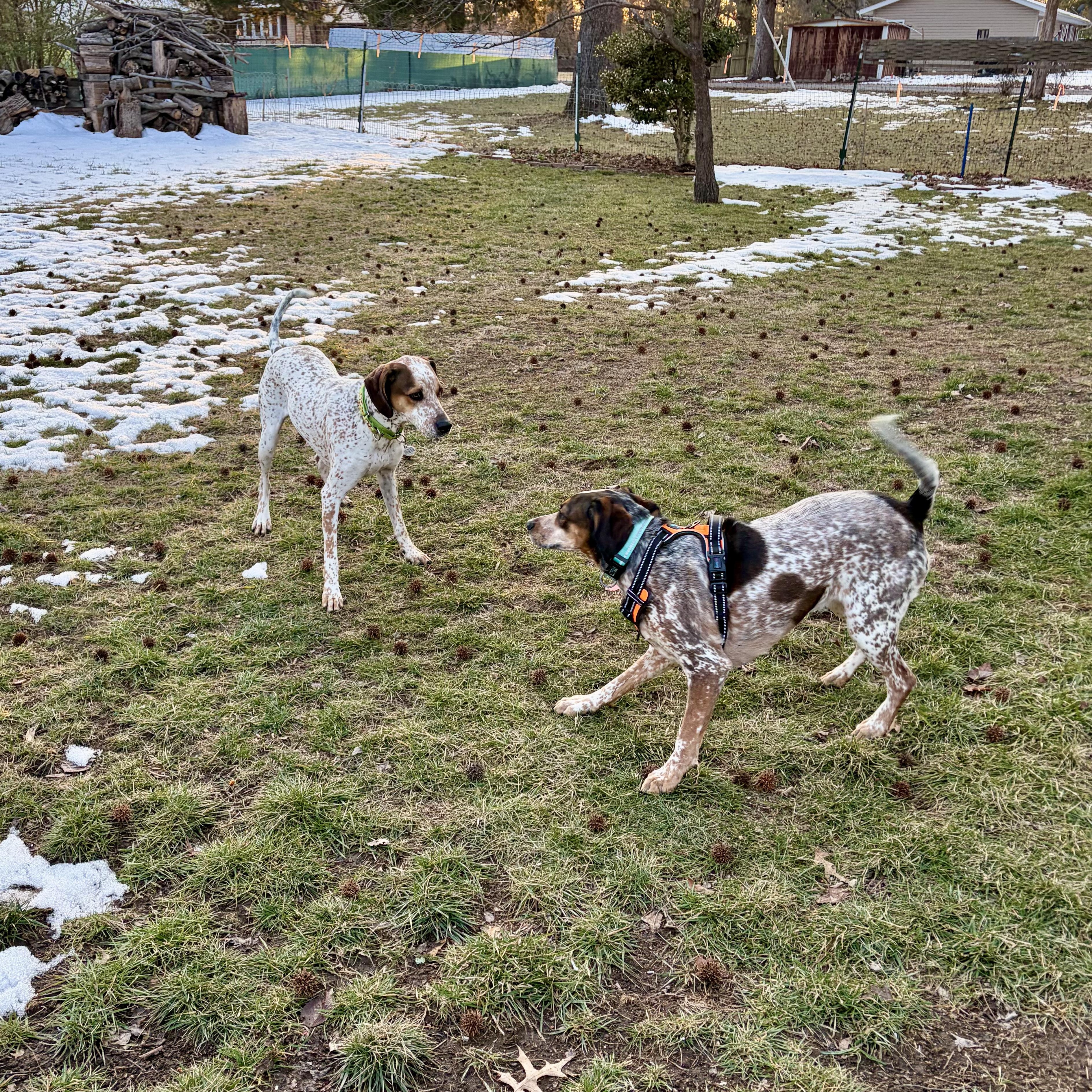Enlarge Radar, a ADOPTABLE mixed breed in Murphysboro, IL image 5/6