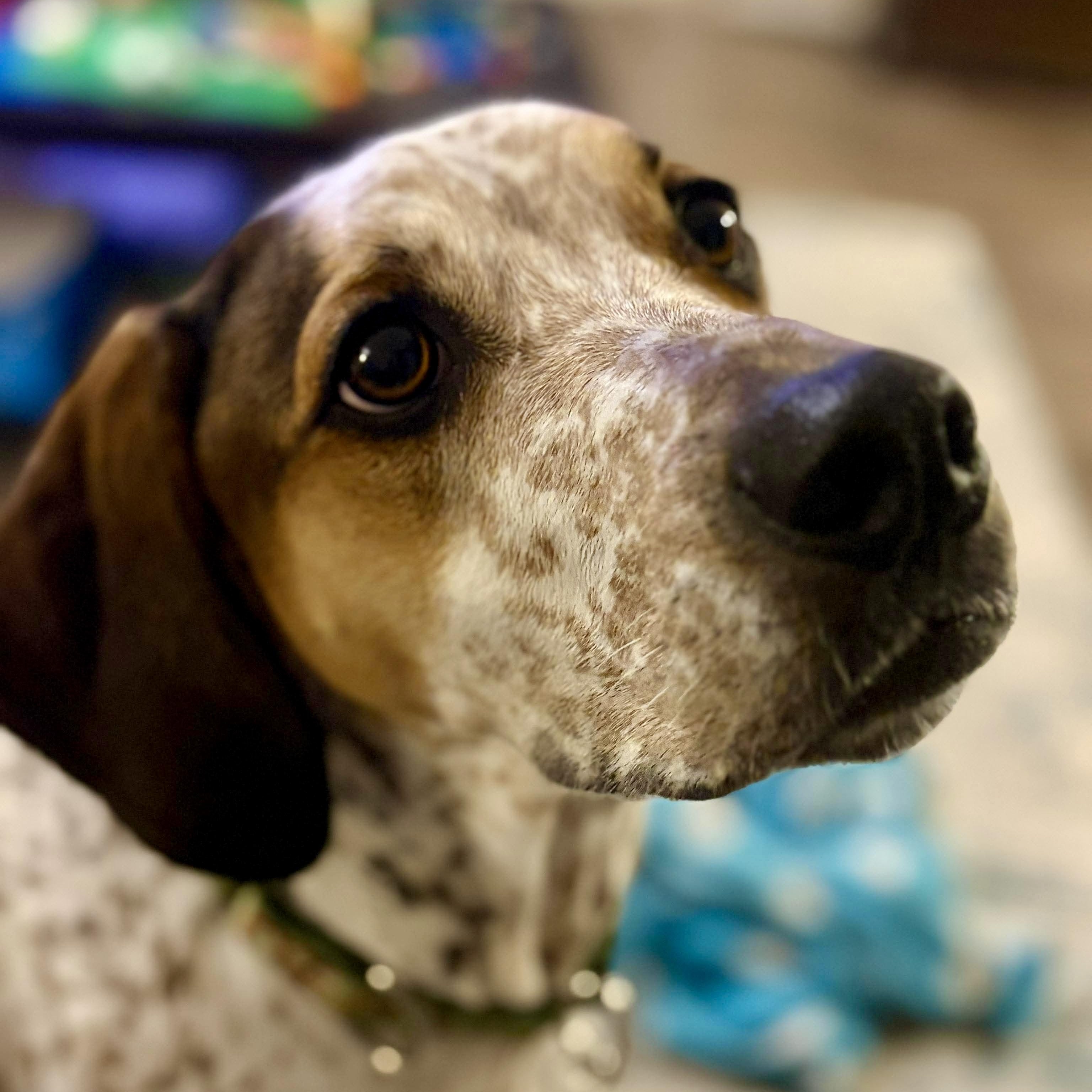 Radar, ADOPTABLE, Young Male Australian Cattle Dog / Blue Heeler & Dachshund.