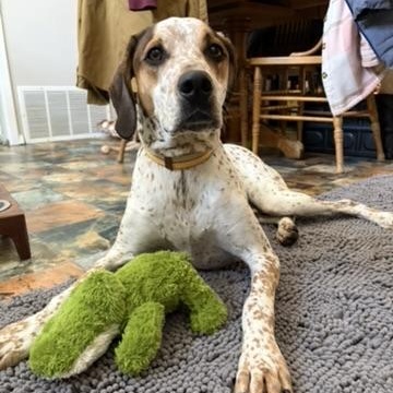 Enlarge Radar, a ADOPTABLE mixed breed in Murphysboro, IL image 4/6