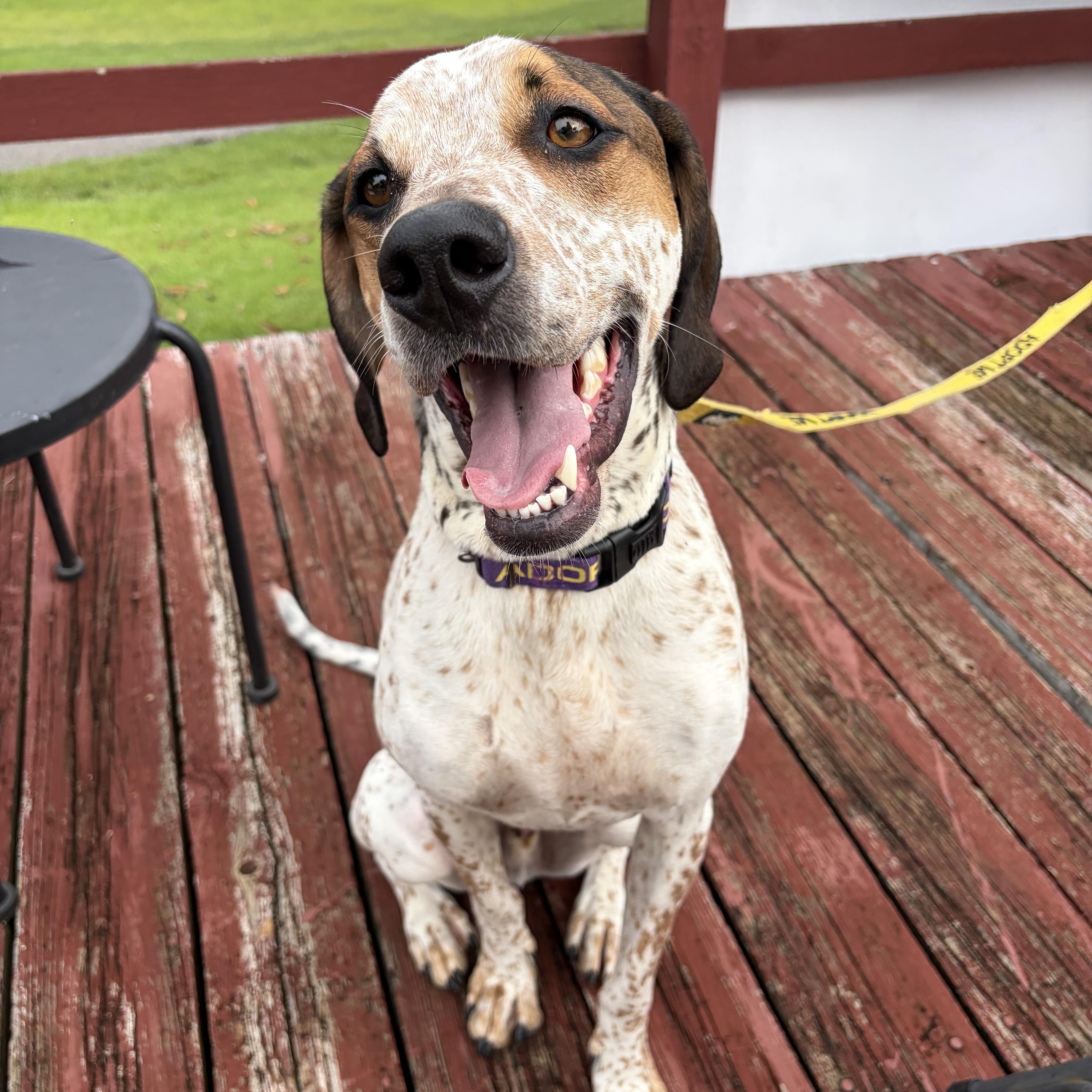 Radar, a ADOPTABLE mixed breed in Murphysboro, IL image 1/6