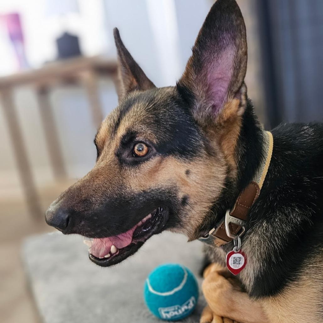 Enlarge Slate, a Adoptable German Shepherd Dog in Memphis, TN image 2/6