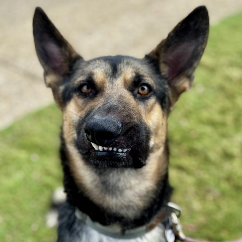 Slate, Adoptable, Puppy Male German Shepherd Dog.