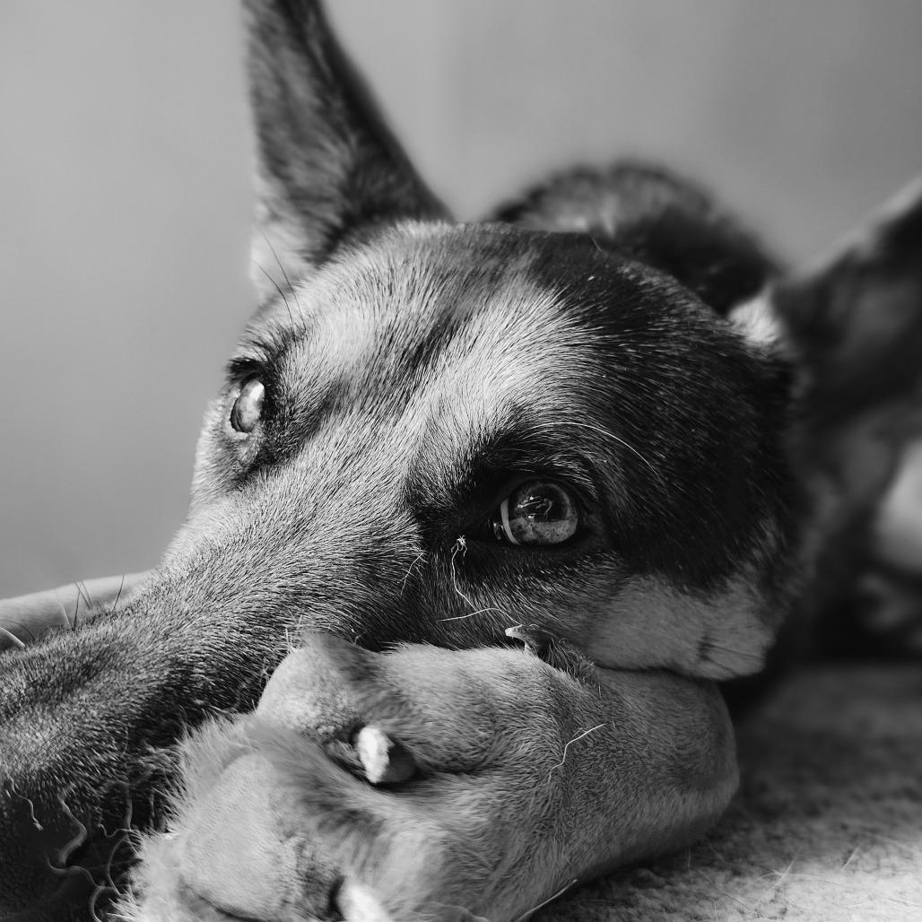 Slate, Adoptable, Young Male German Shepherd Dog.