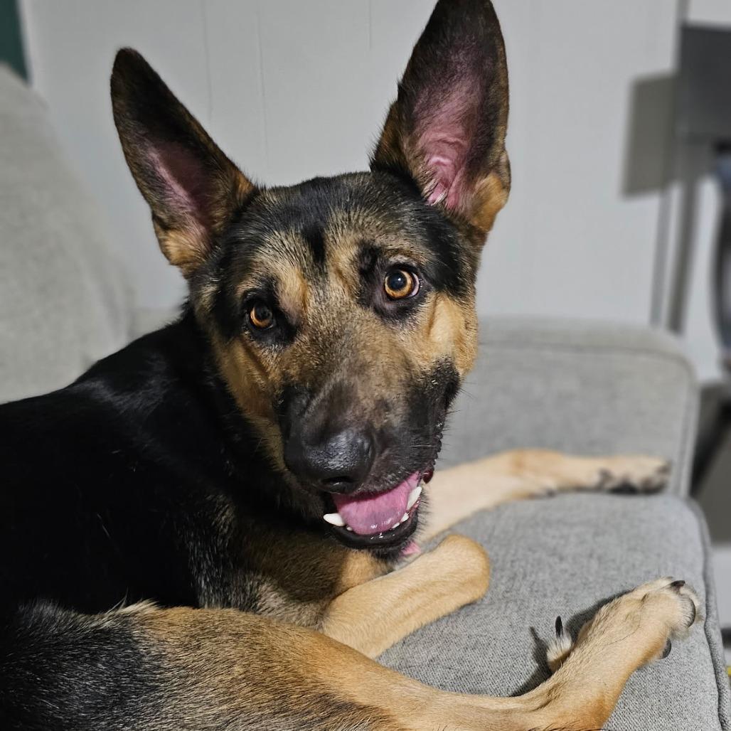 Enlarge Slate, a Adoptable German Shepherd Dog in Memphis, TN image 3/4