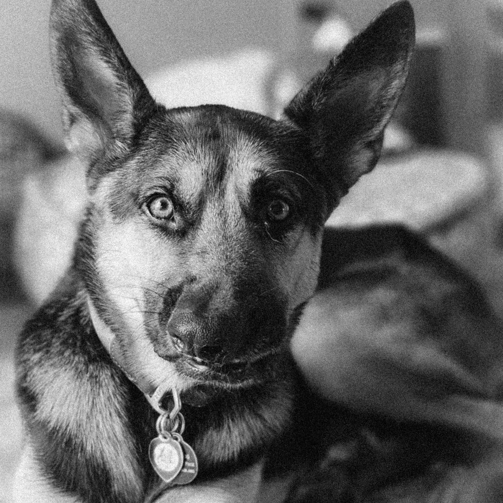 Enlarge Slate, a Adoptable German Shepherd Dog in Memphis, TN image 5/6
